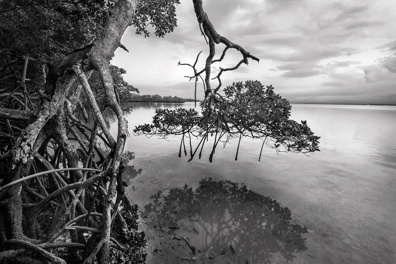 Mangrove Tree