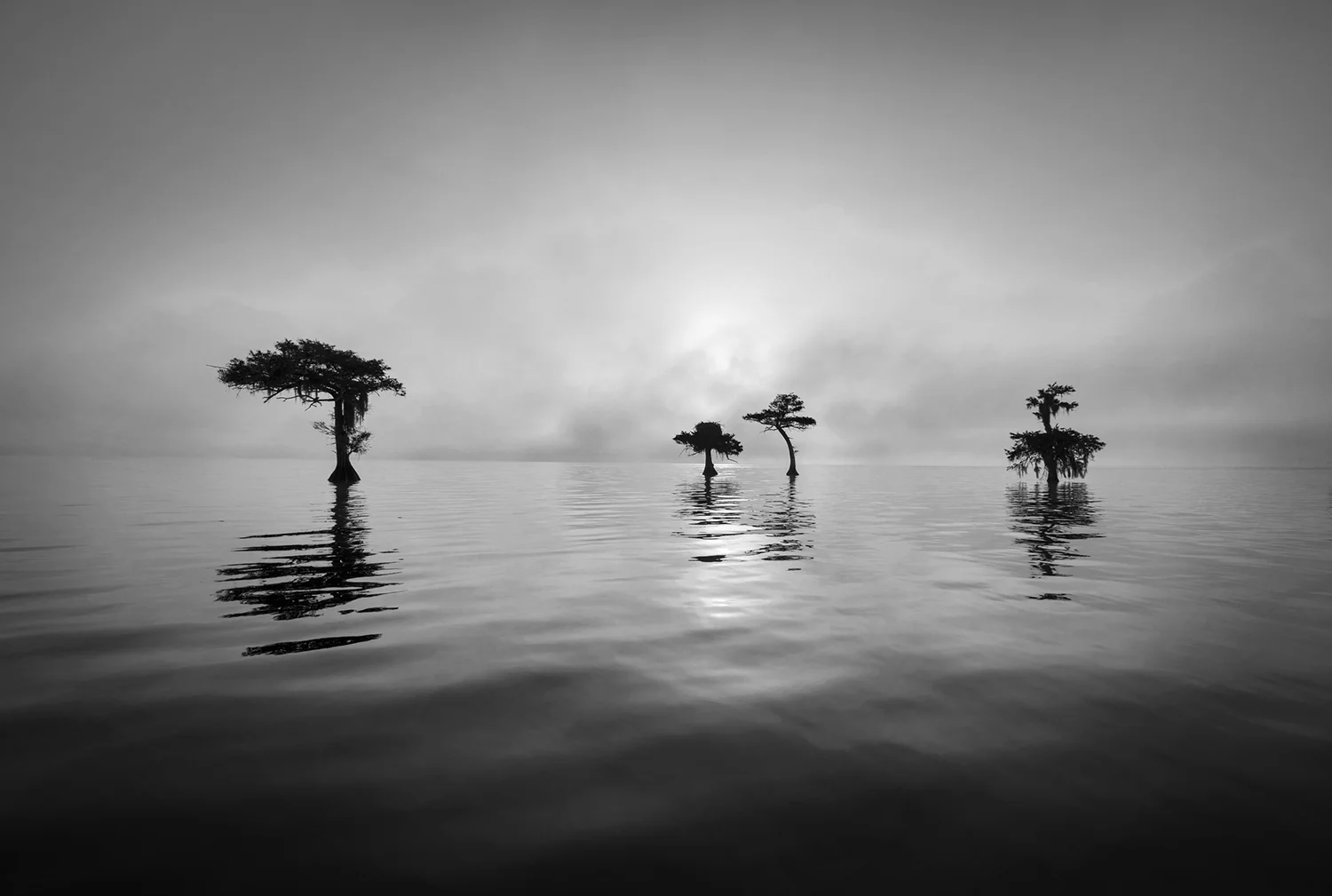 Foggy Morning