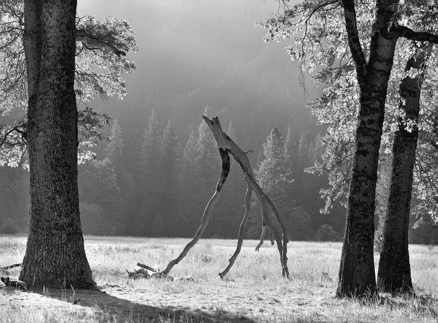 Walking Limb
