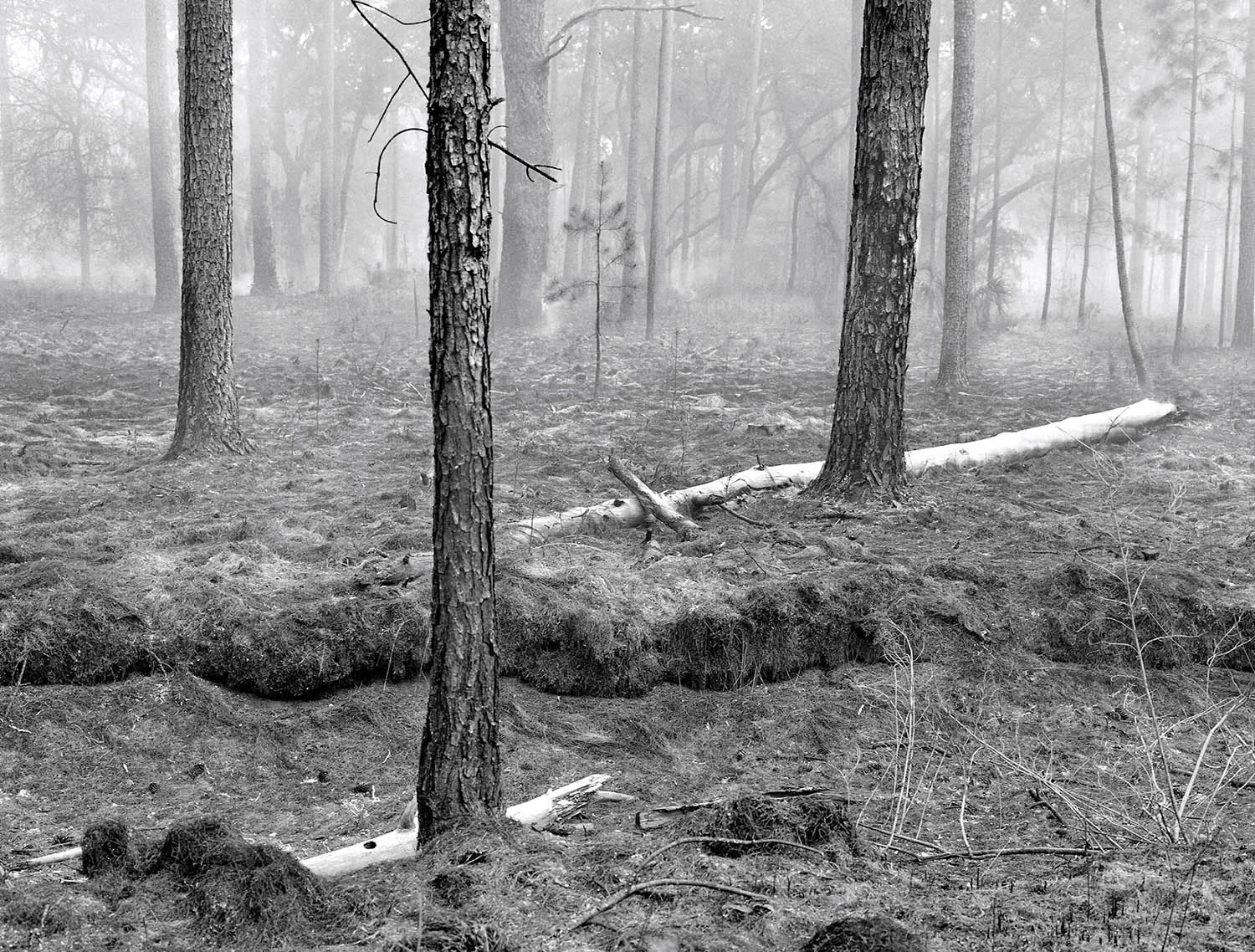 Burned Forrest