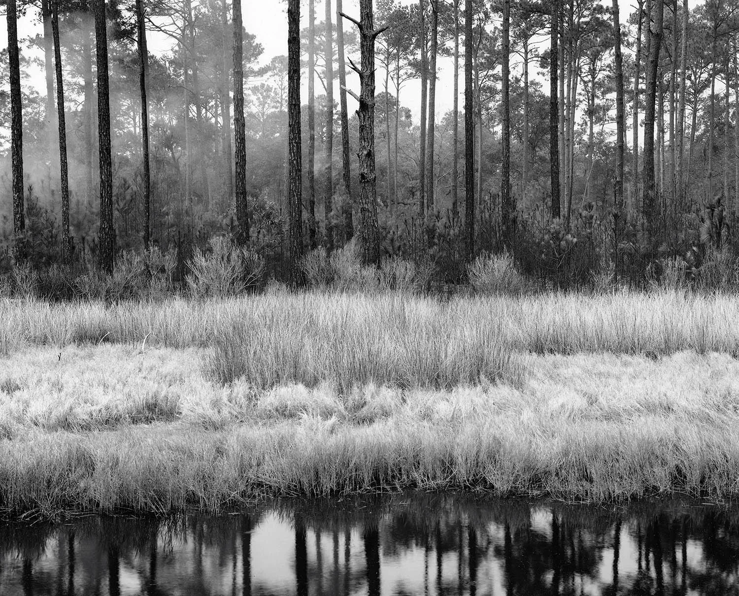 Sapelo Marsh
