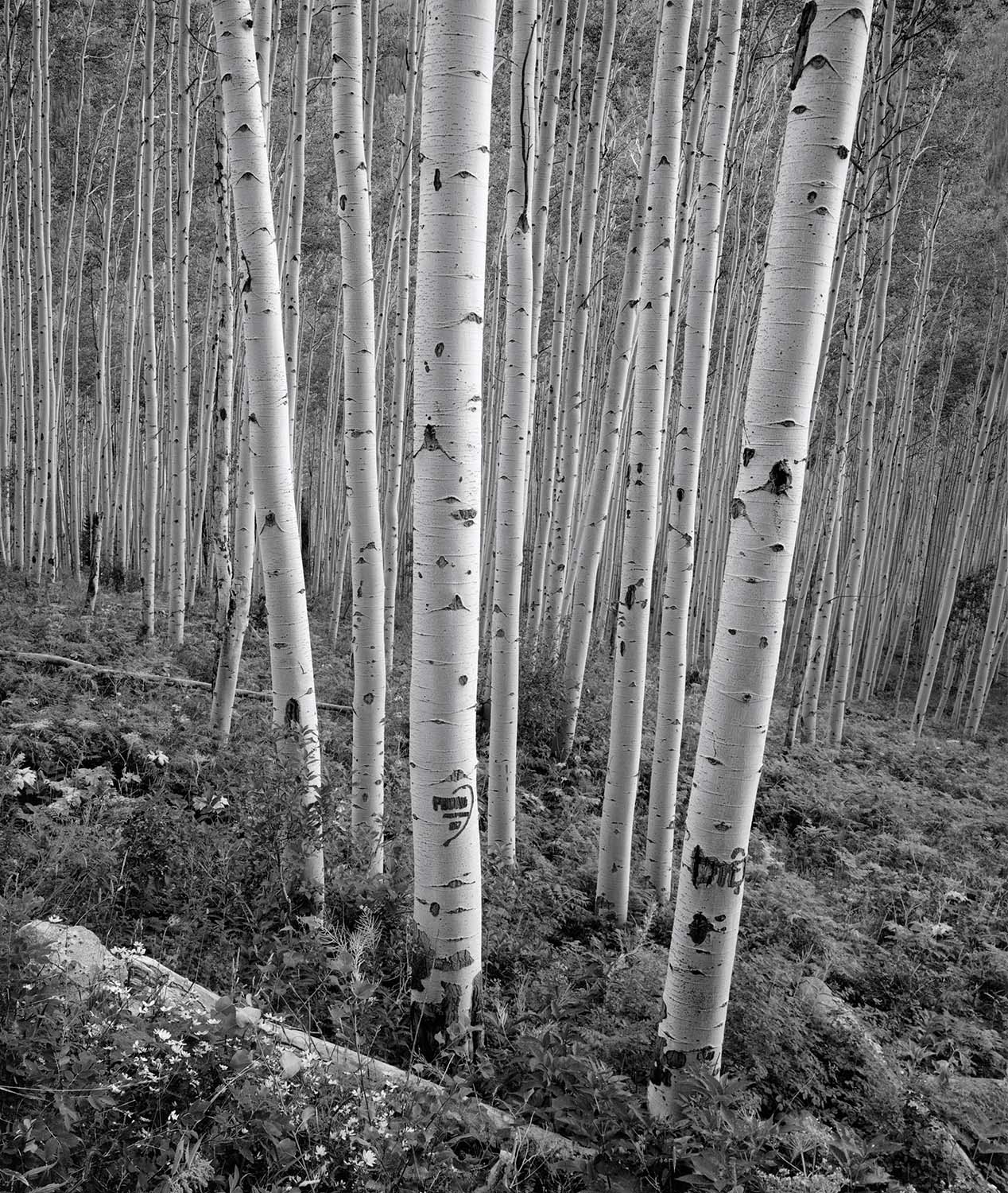 Aspen Grove