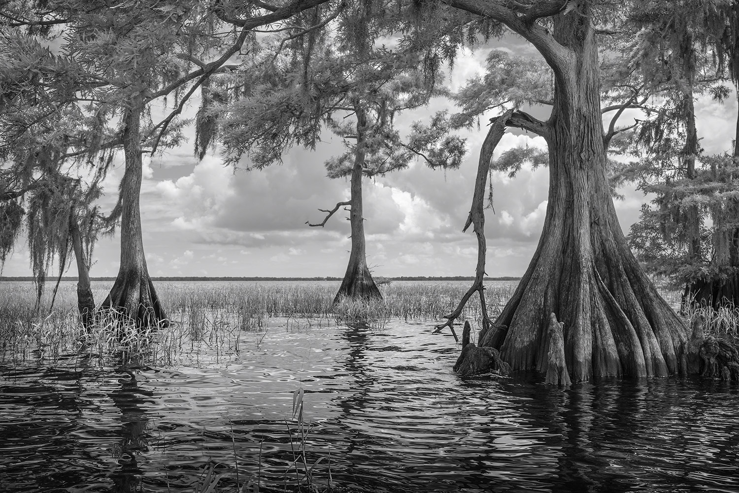 Blue Cypress Lake, Fl.