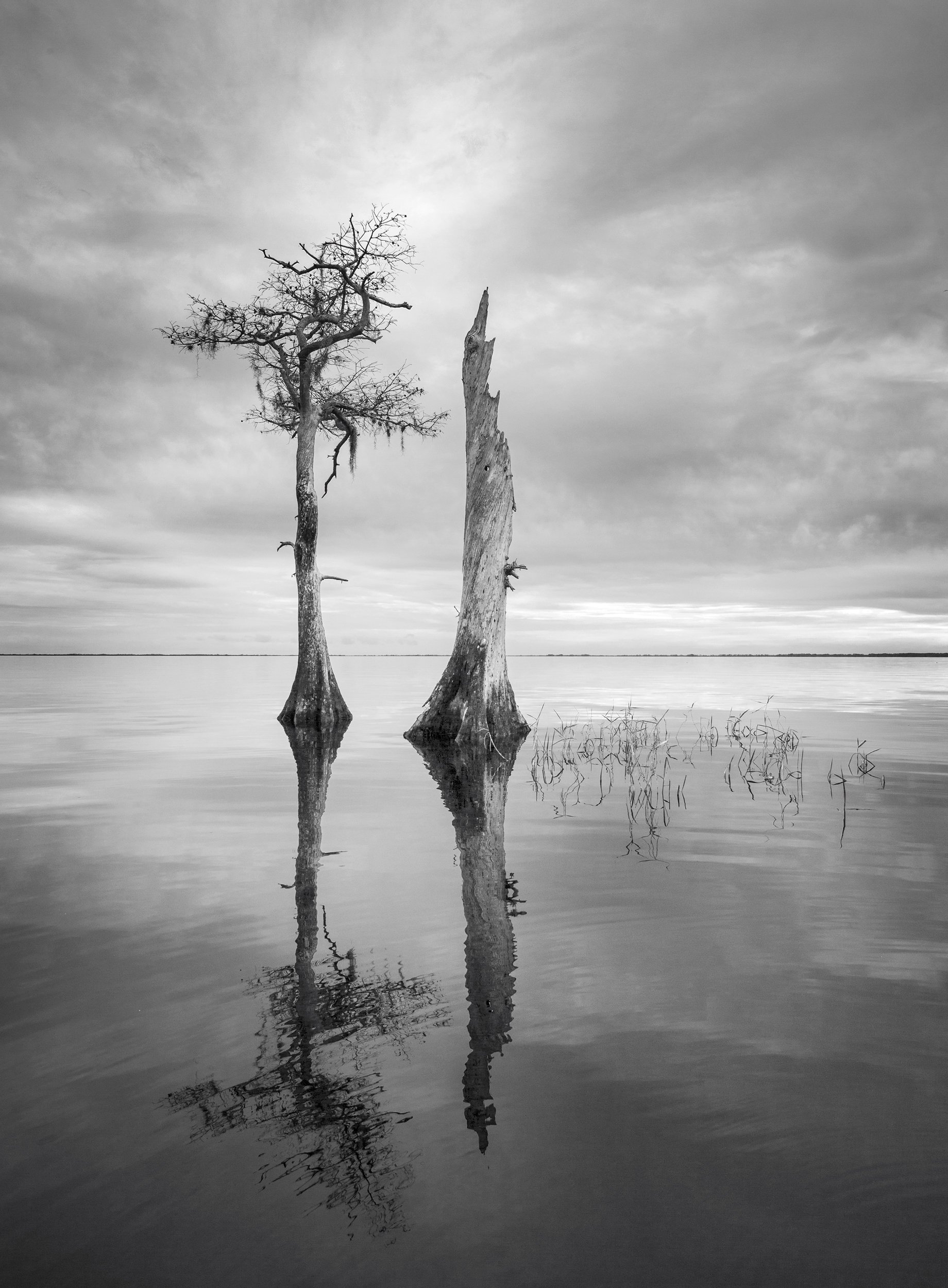 blue cypress verticle.jpg