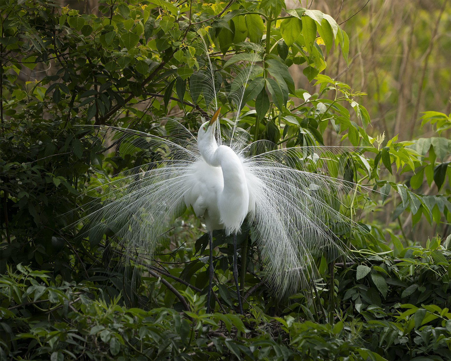  Little Egret 