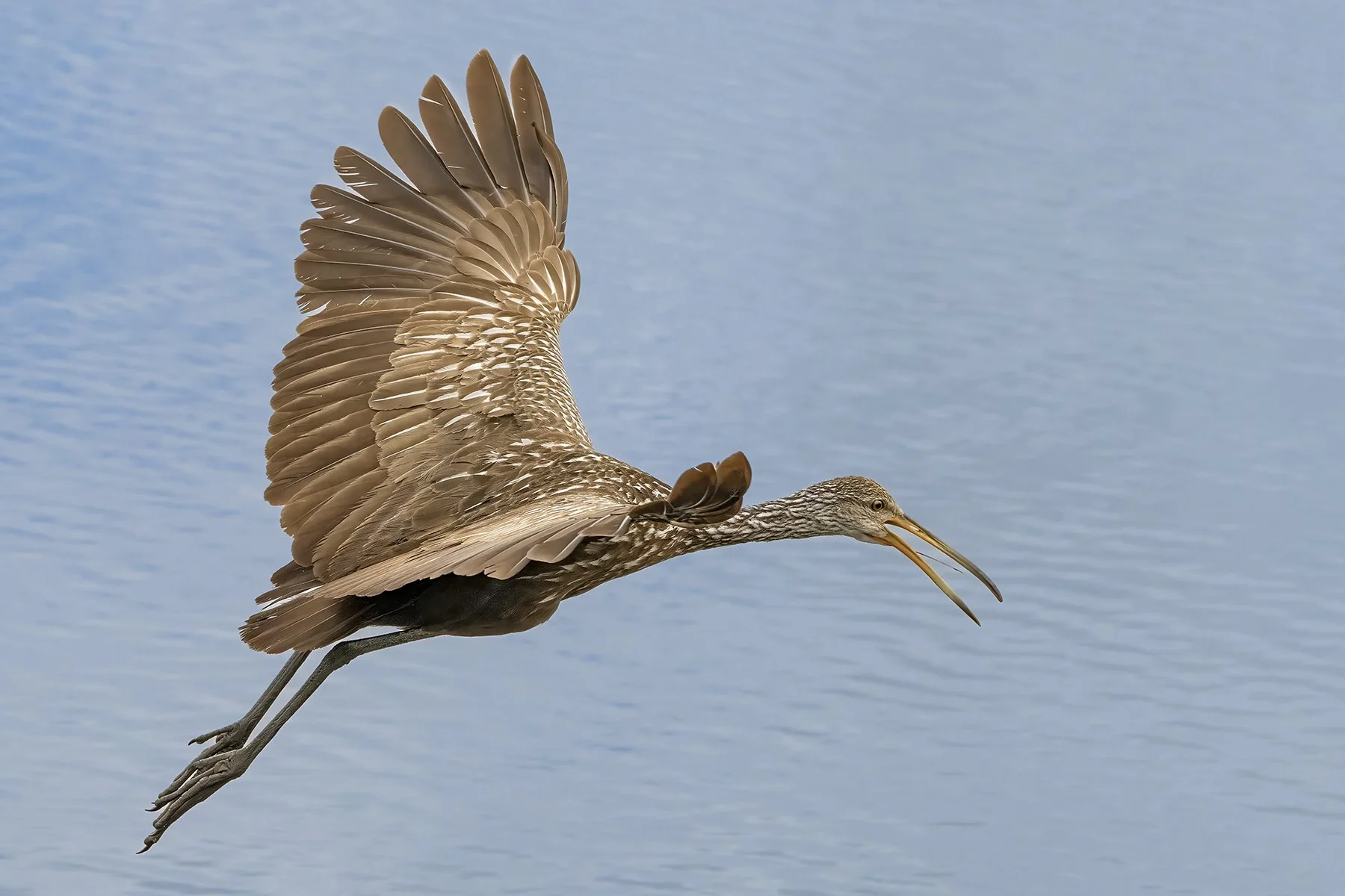 nPRF. ibis_DSC0062 copy.jpg
