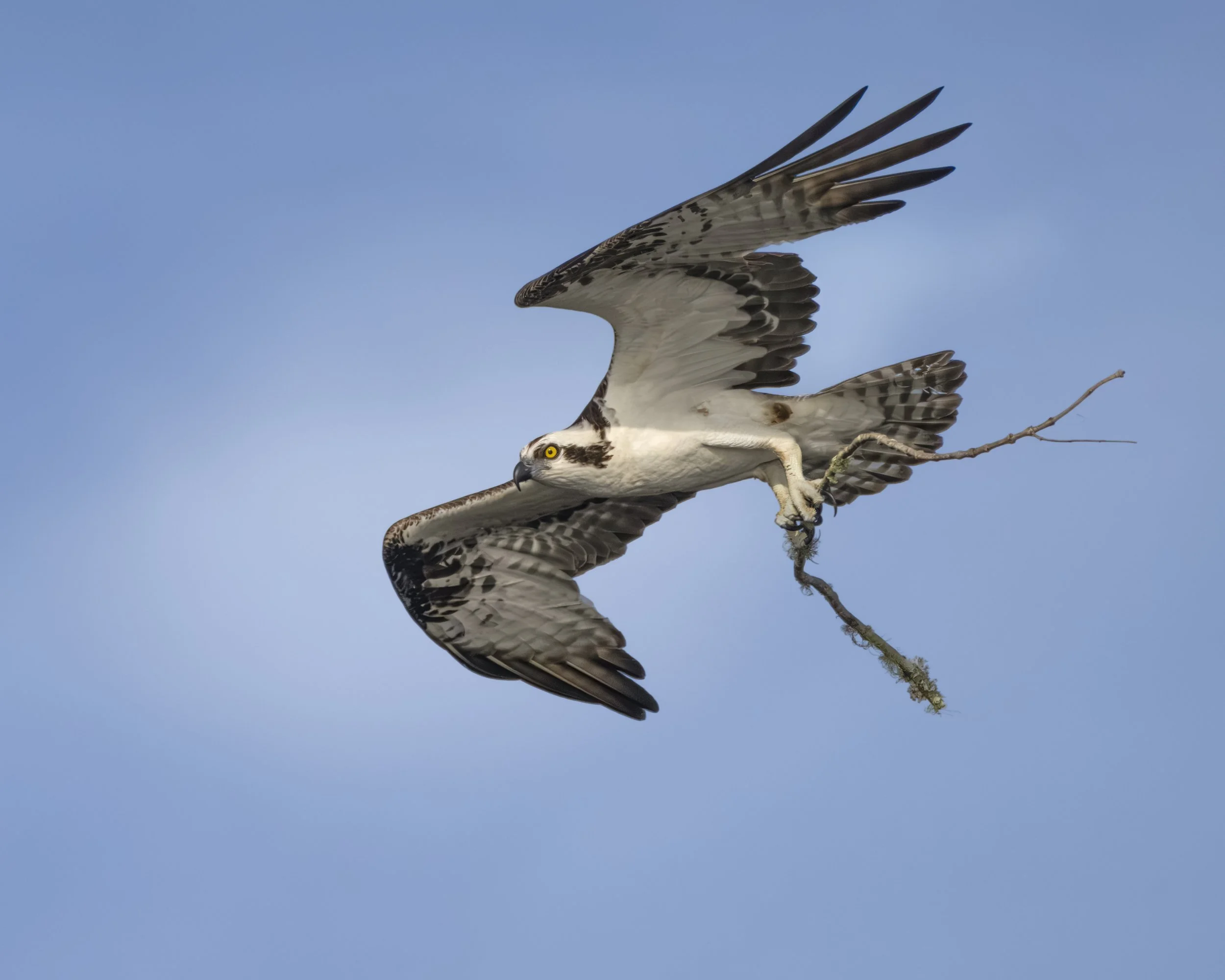 Flying osprey-1 copy.jpg