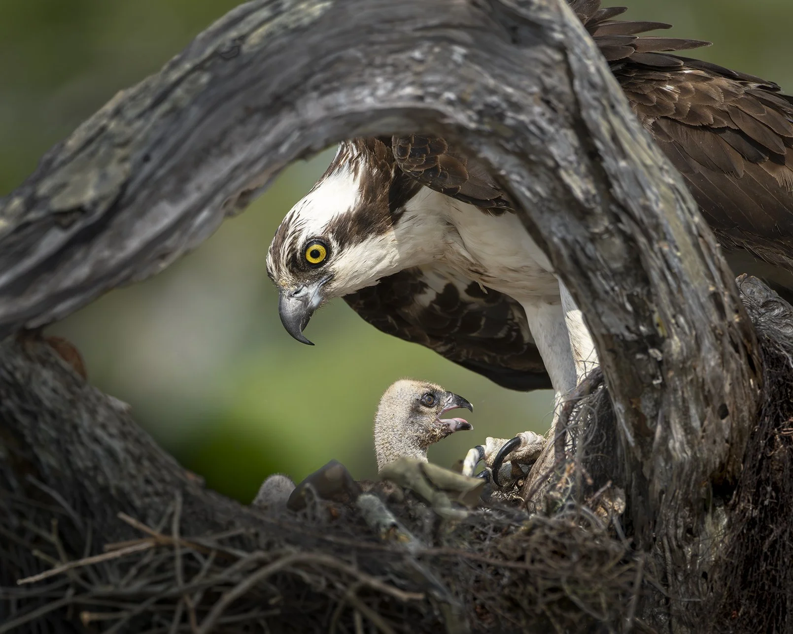 AI twigs*New-PRF-Smart Osprey_DSC0062-1 copy.jpg