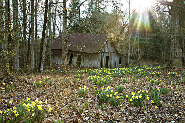 Old+Cummins+Falls+Cabin.jpeg