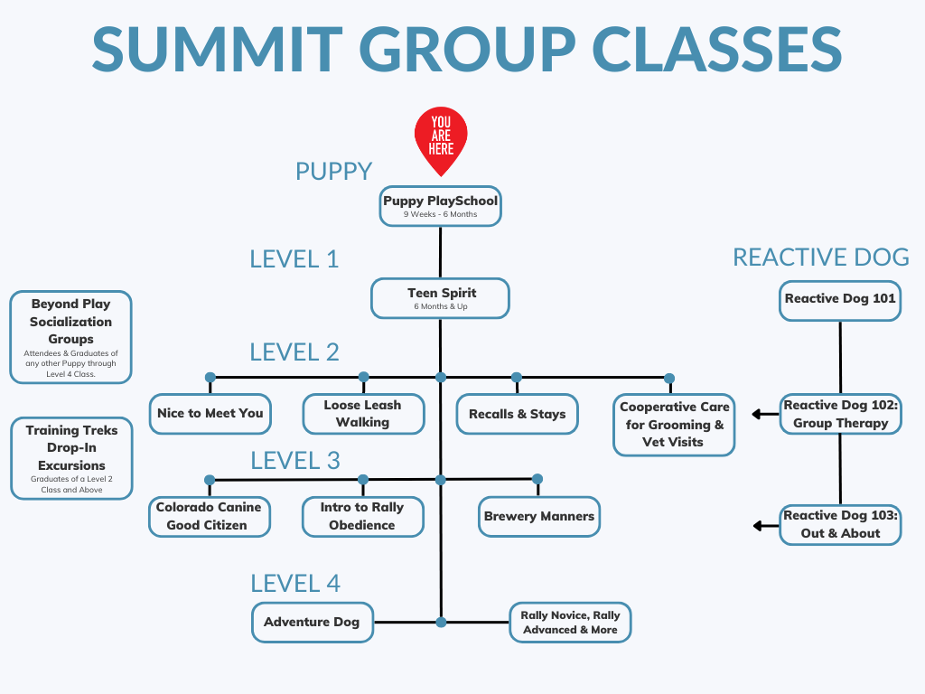 Puppy Socialization Classes | Summit Dog Training