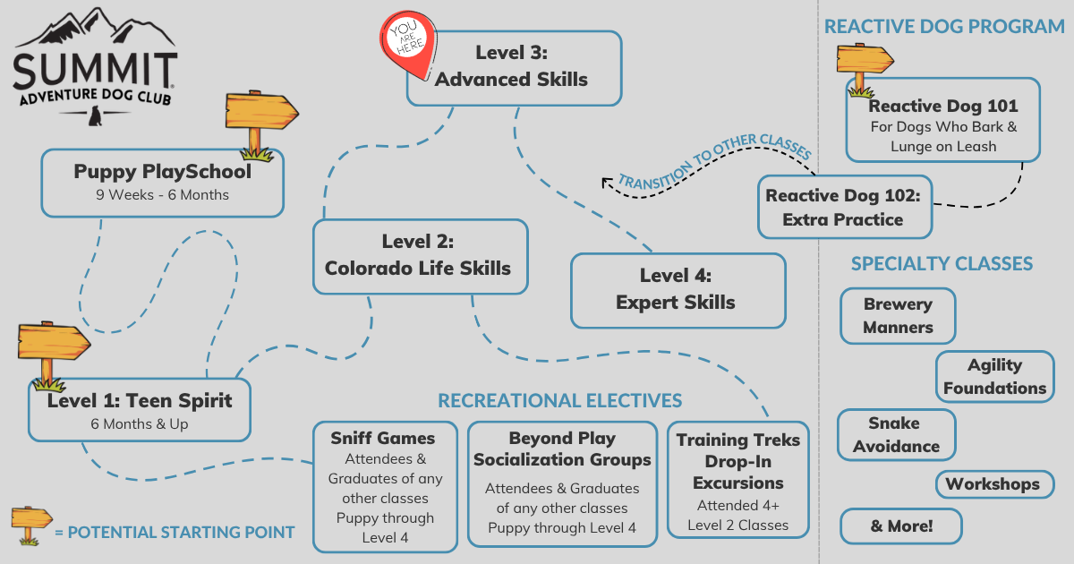Guide of Adventure Dog Club group training class levels with a marker on Level 3: Advanced Skills