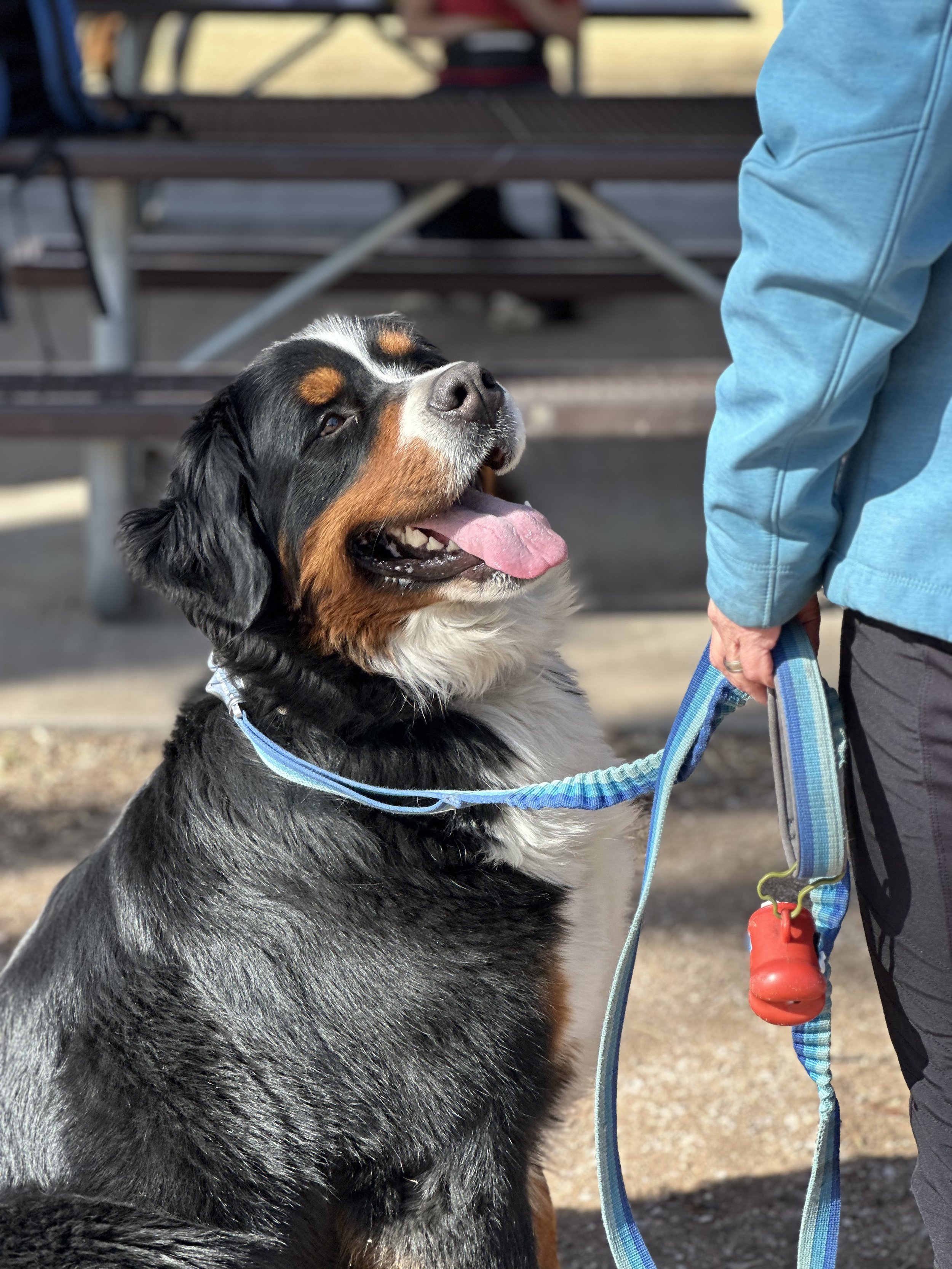 dog training classes Fort Collins colorado
