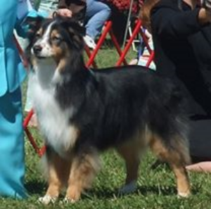Sweep's Spiritwood Jasmine RN CD TDI CGC