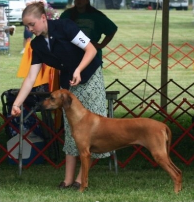 AKC/UKC Ch Dreammaker's Forget Me Knot TDI CGC