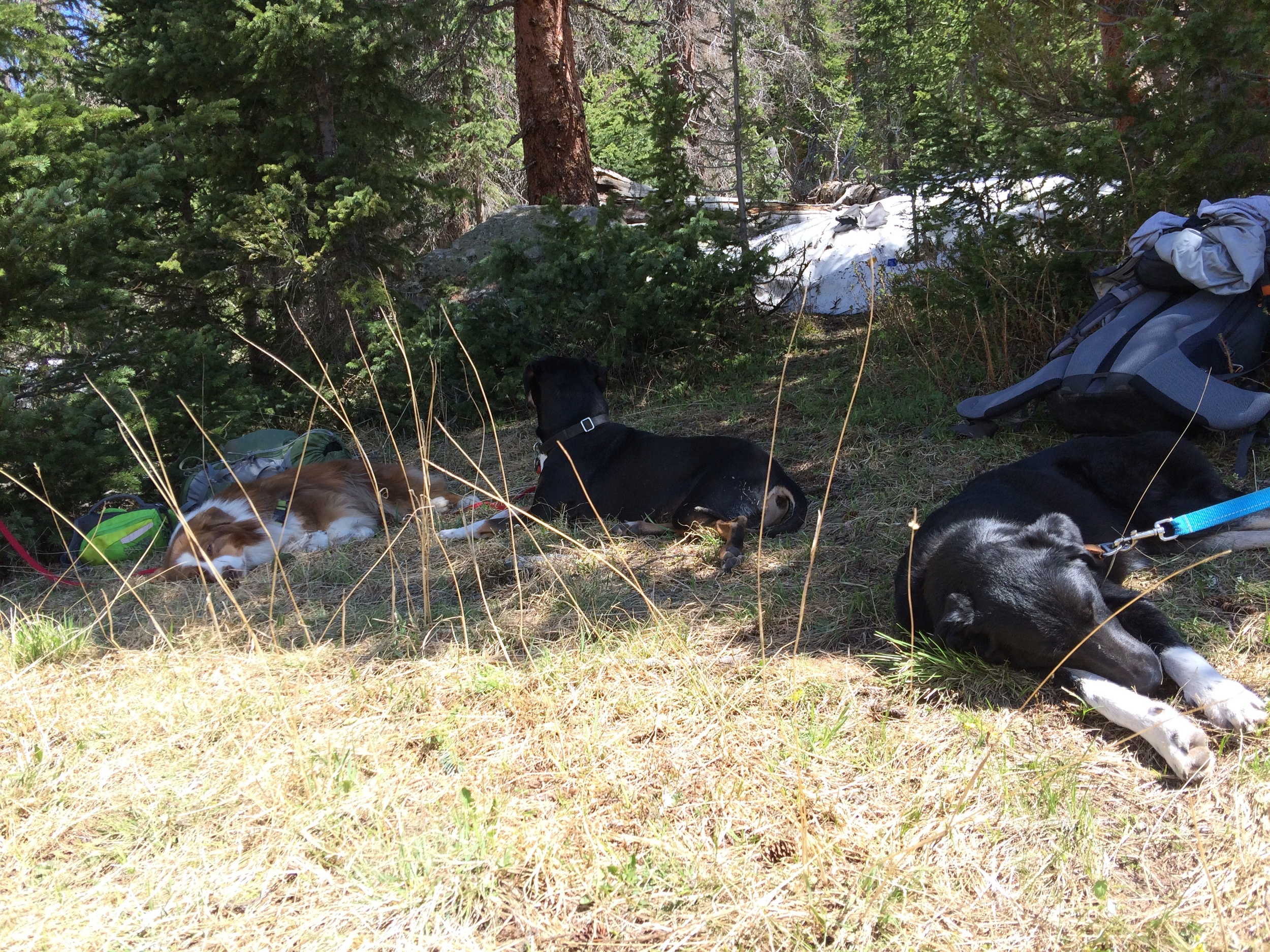 Being trail dogs is rough sometimes.