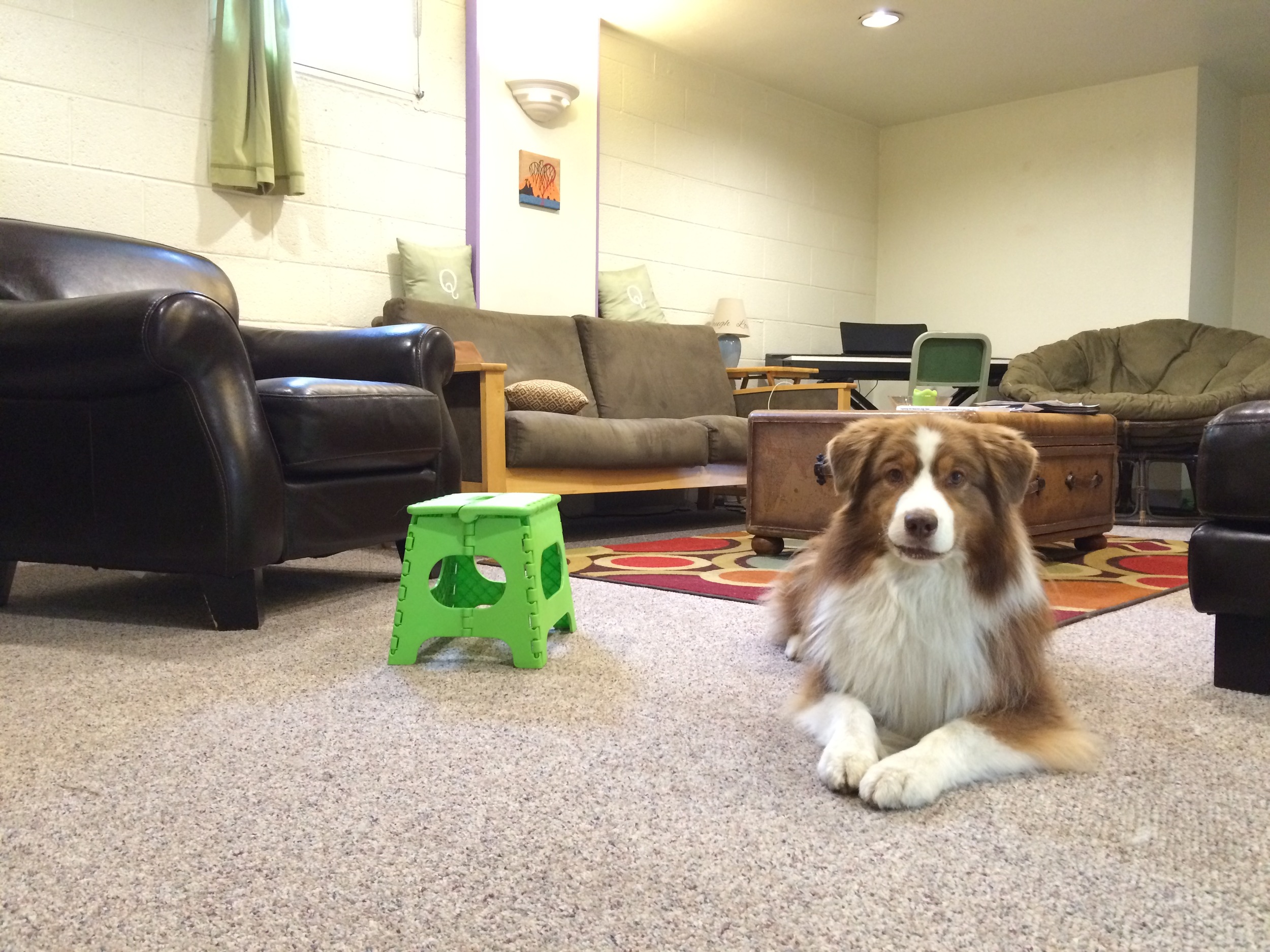 Roo has loved the extra attention this week! He's already fine-tuned his pivoting skills (getting ready for his Intermediate Parkour Dog Title!) and practiced backing up onto high objects. 