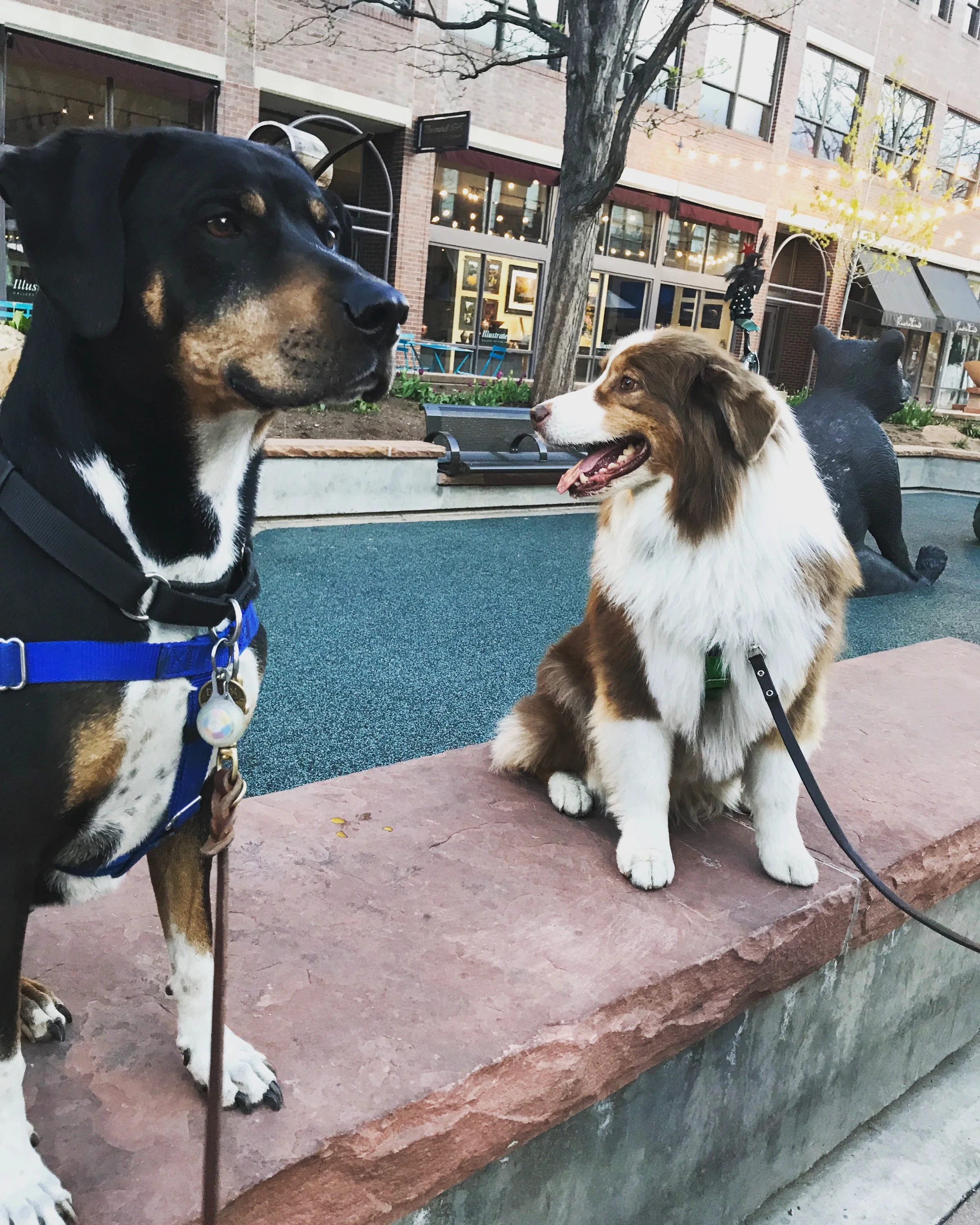 use of prong collars dog training