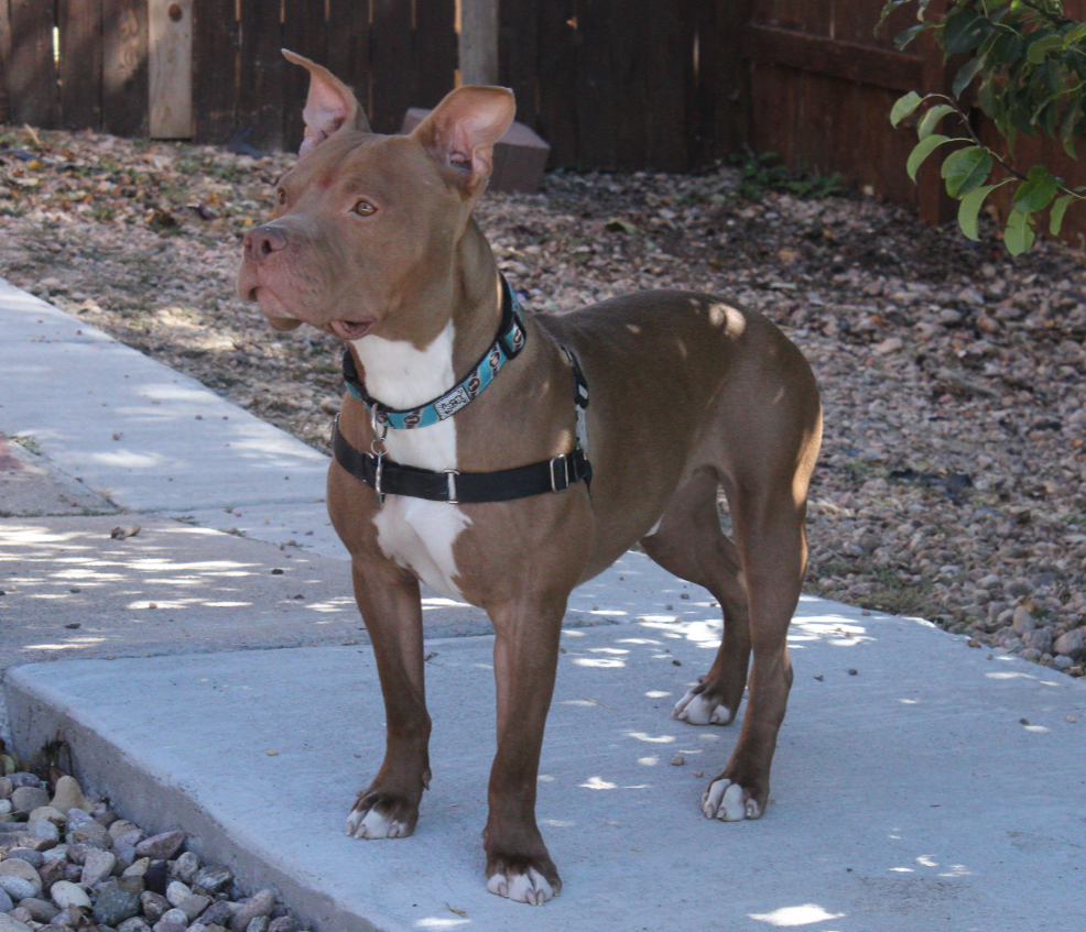 Discrimination in the Dog World - Breaking Down Breed Bias