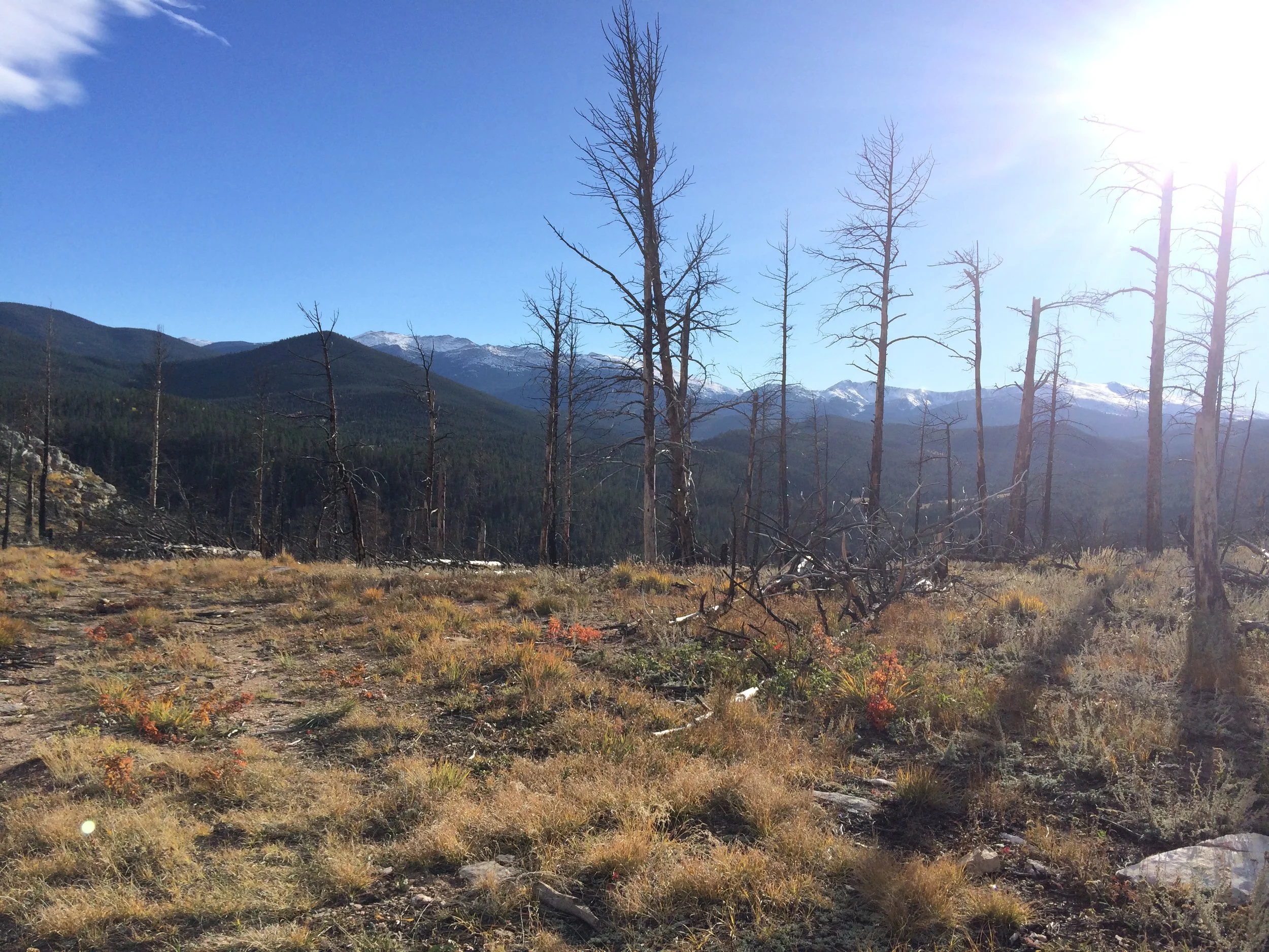 Please Pick Up After Your Dog, Because . . . Science.