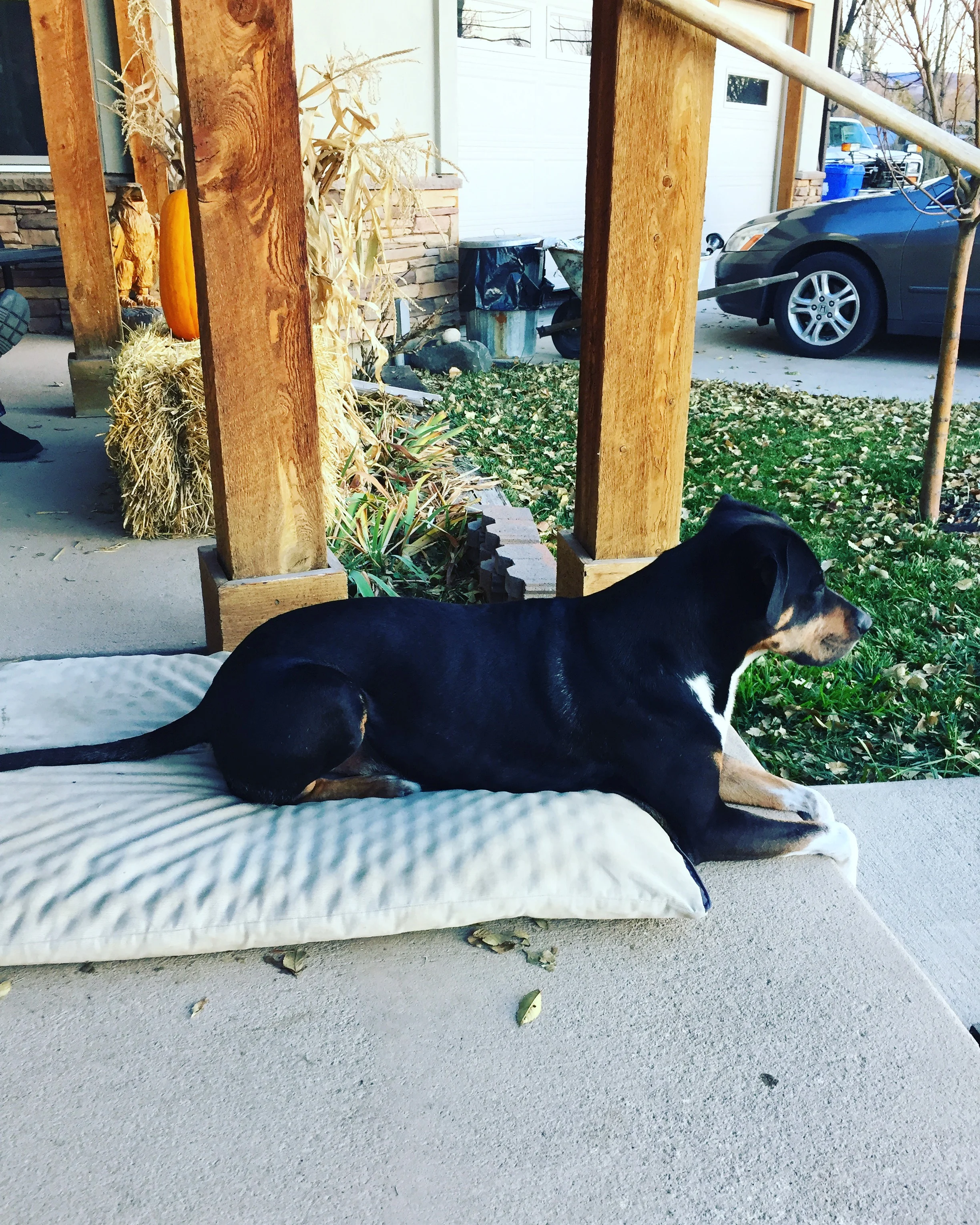 The Dog who Doesn't Chase the Bunny