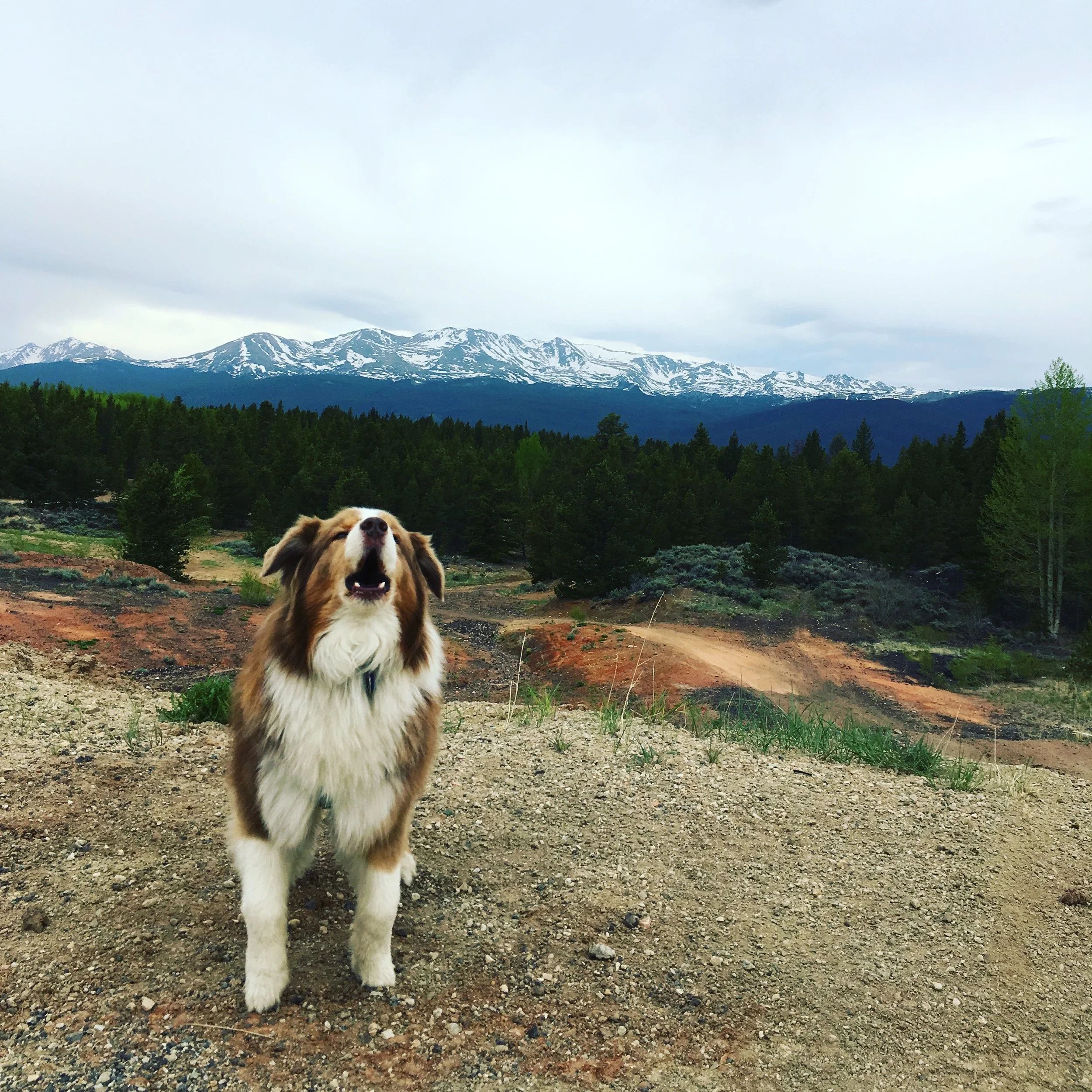 Waking Up on the Wrong Side of the Dog Bed