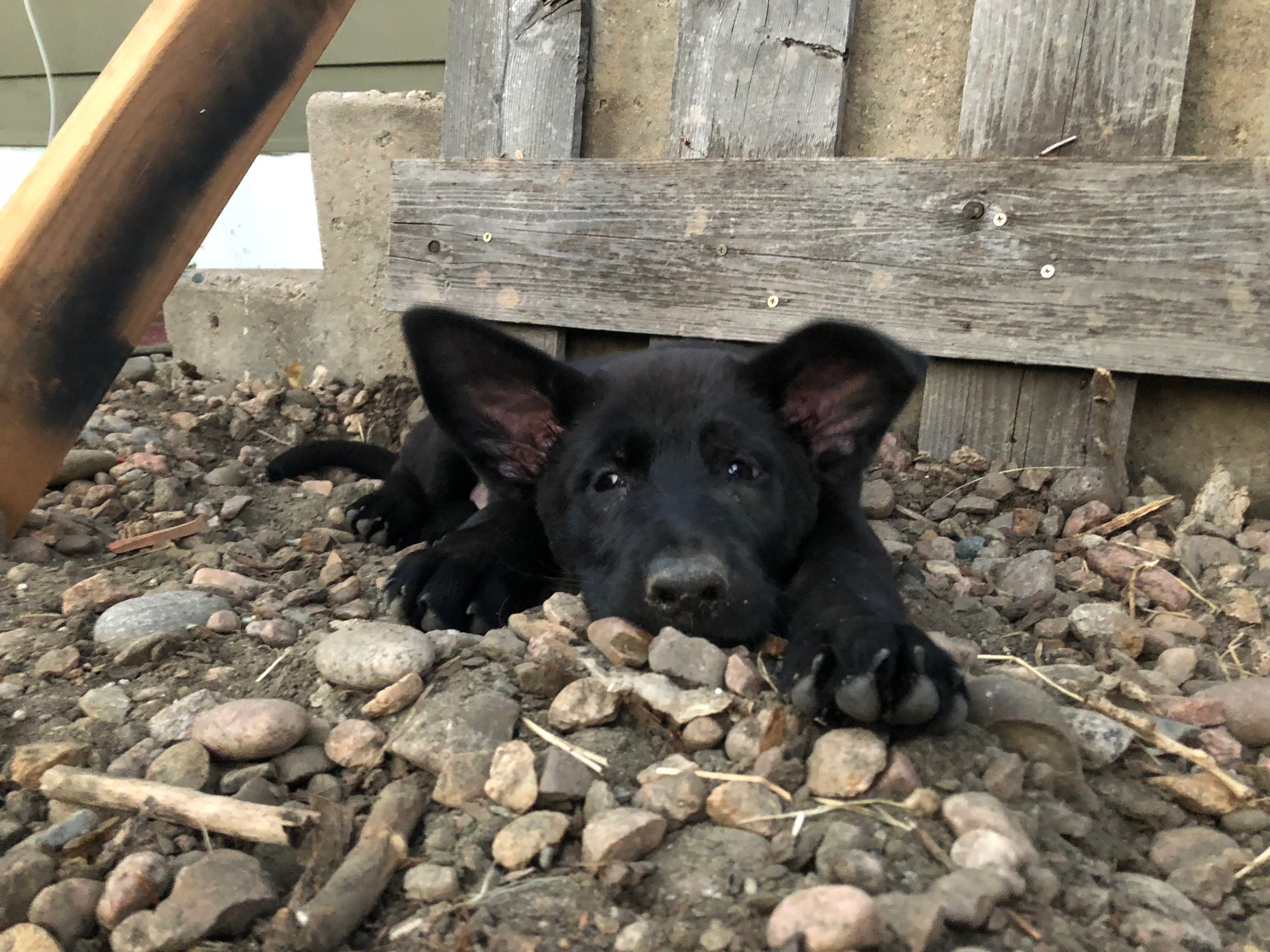 Oh, do you specialize in _______ breed??