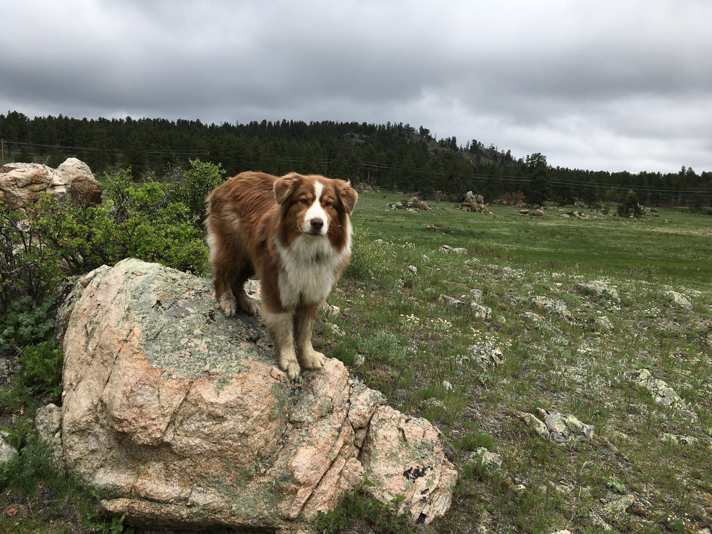 How to "Give the Gift of Dog Training" without Wasting Your Money