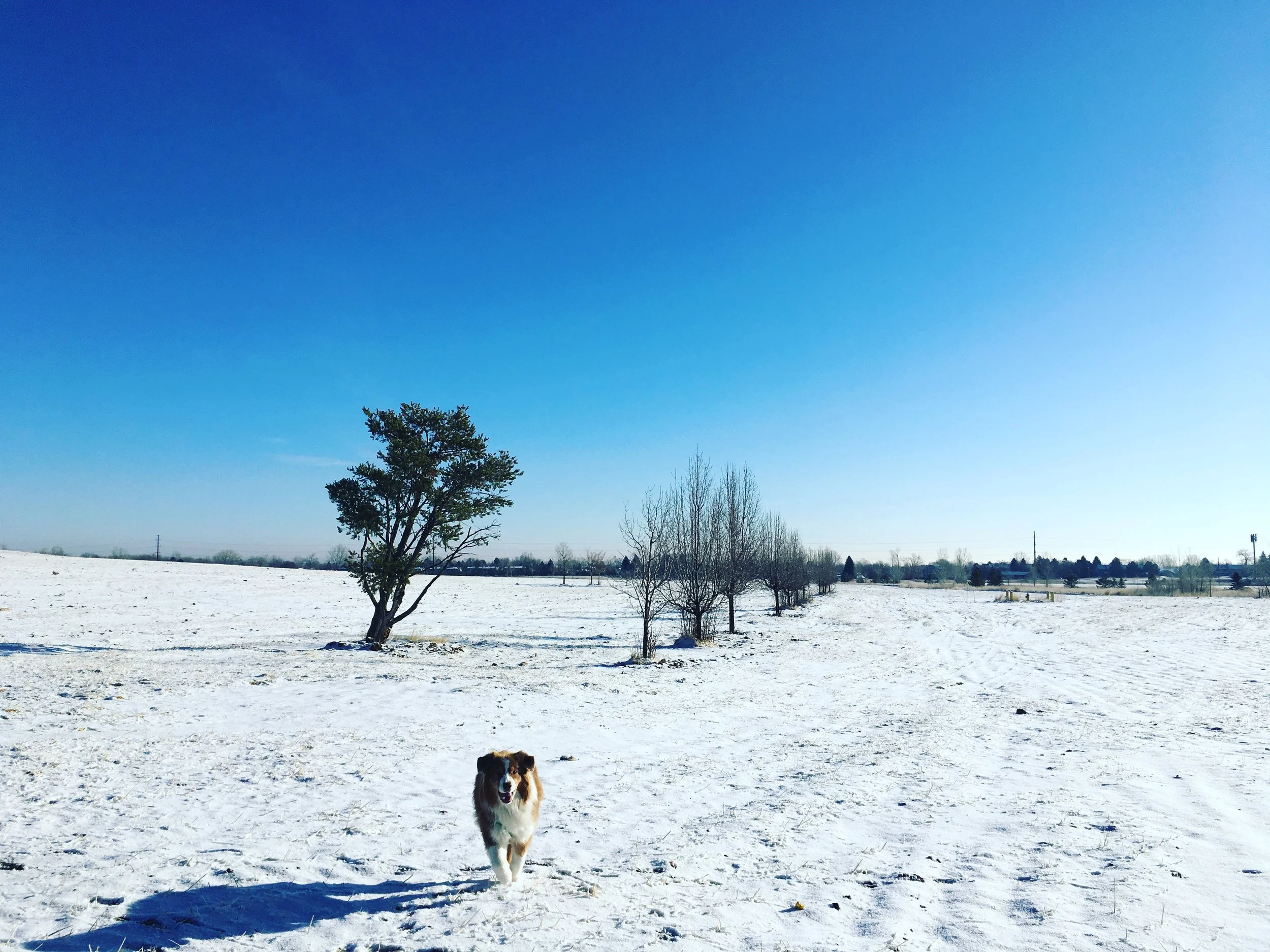 Here's to a new year . . . 2019 Summit Dog Training Update