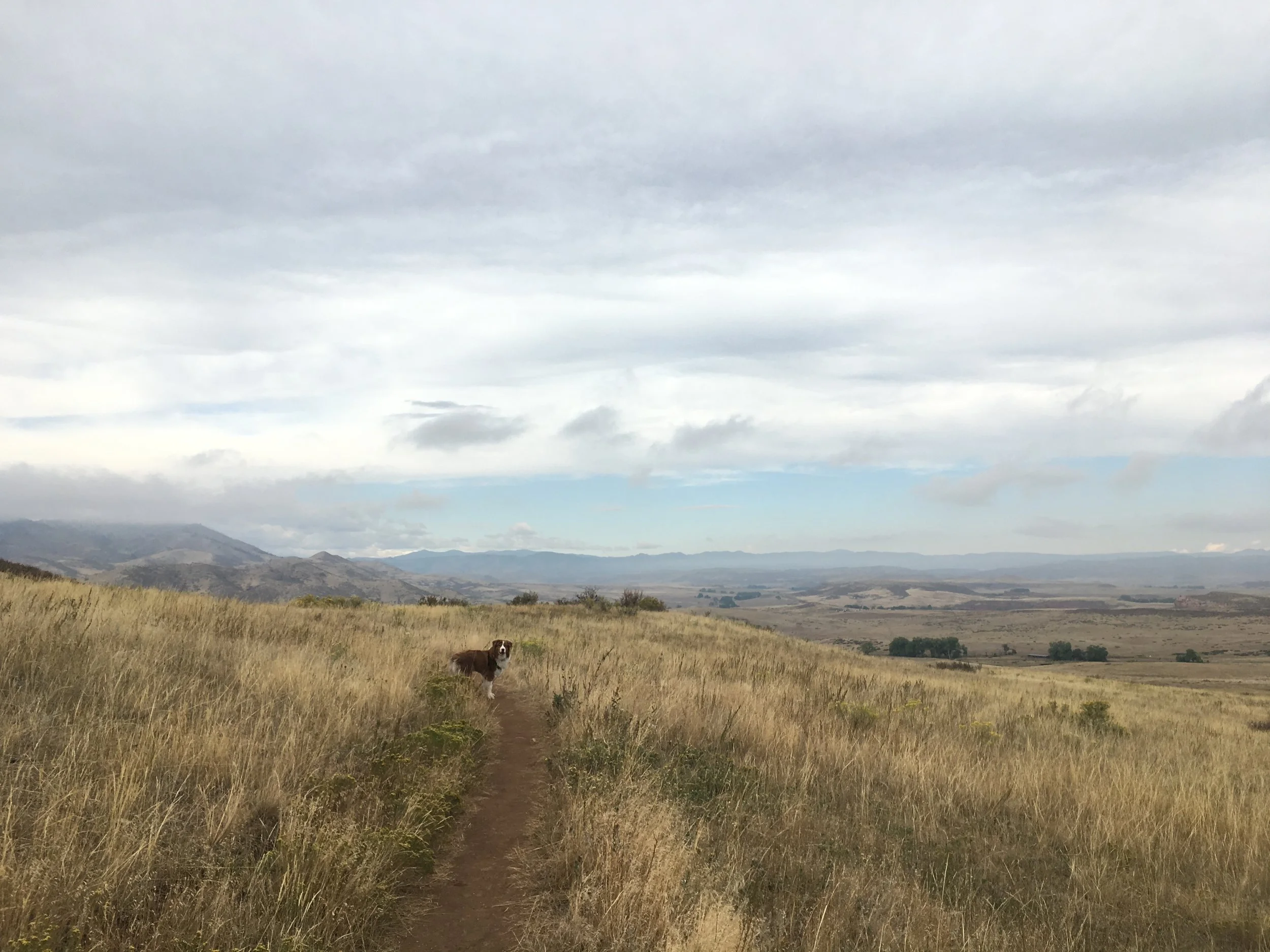 Shouldn’t My Dog Know This Already?  (And a Tribute to Roo)