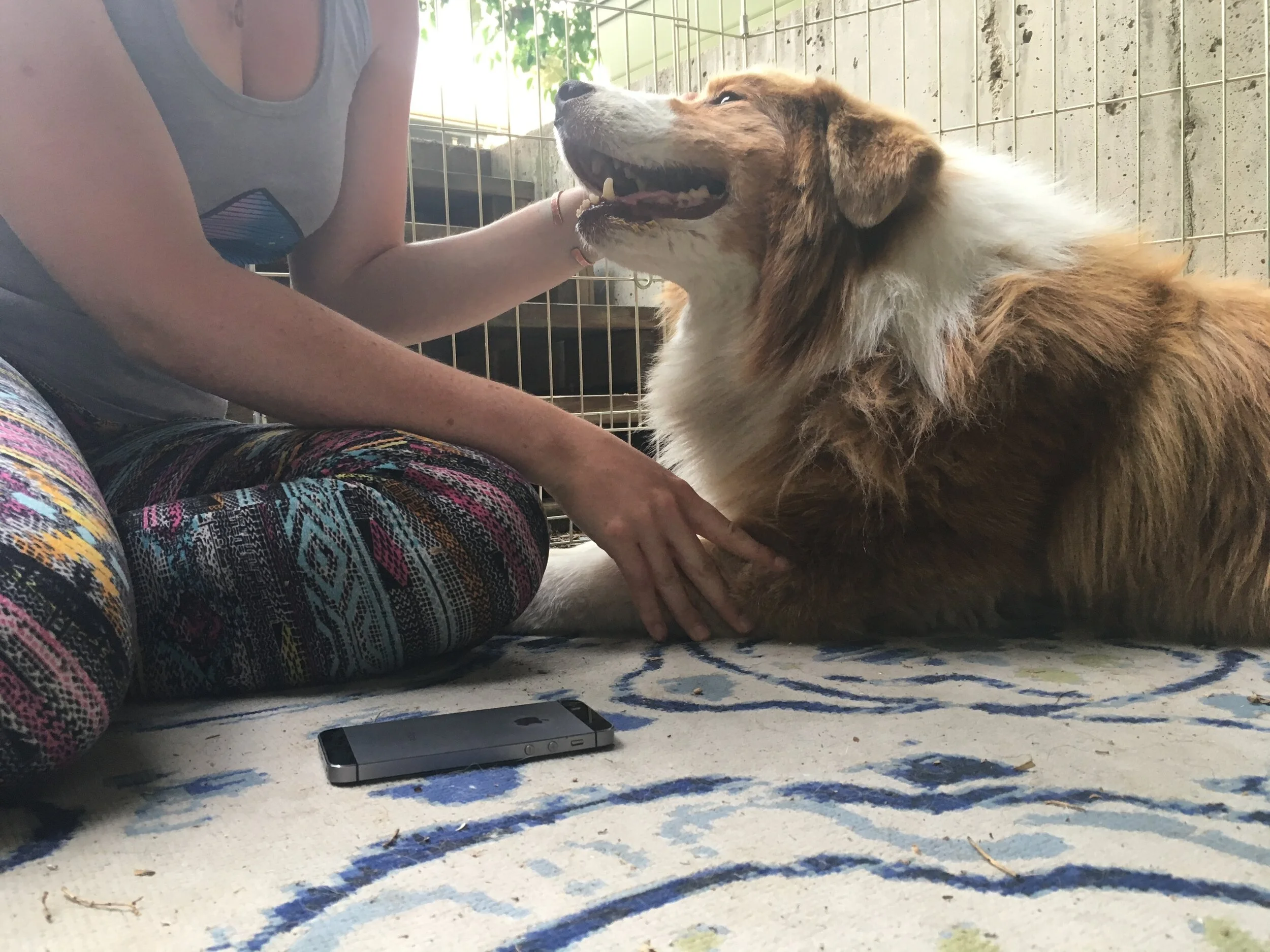 Happy Responsible Pet Owners Month!