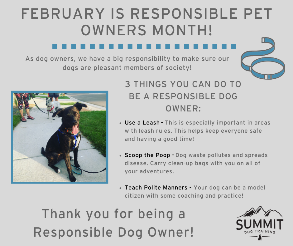 being a good dog owner