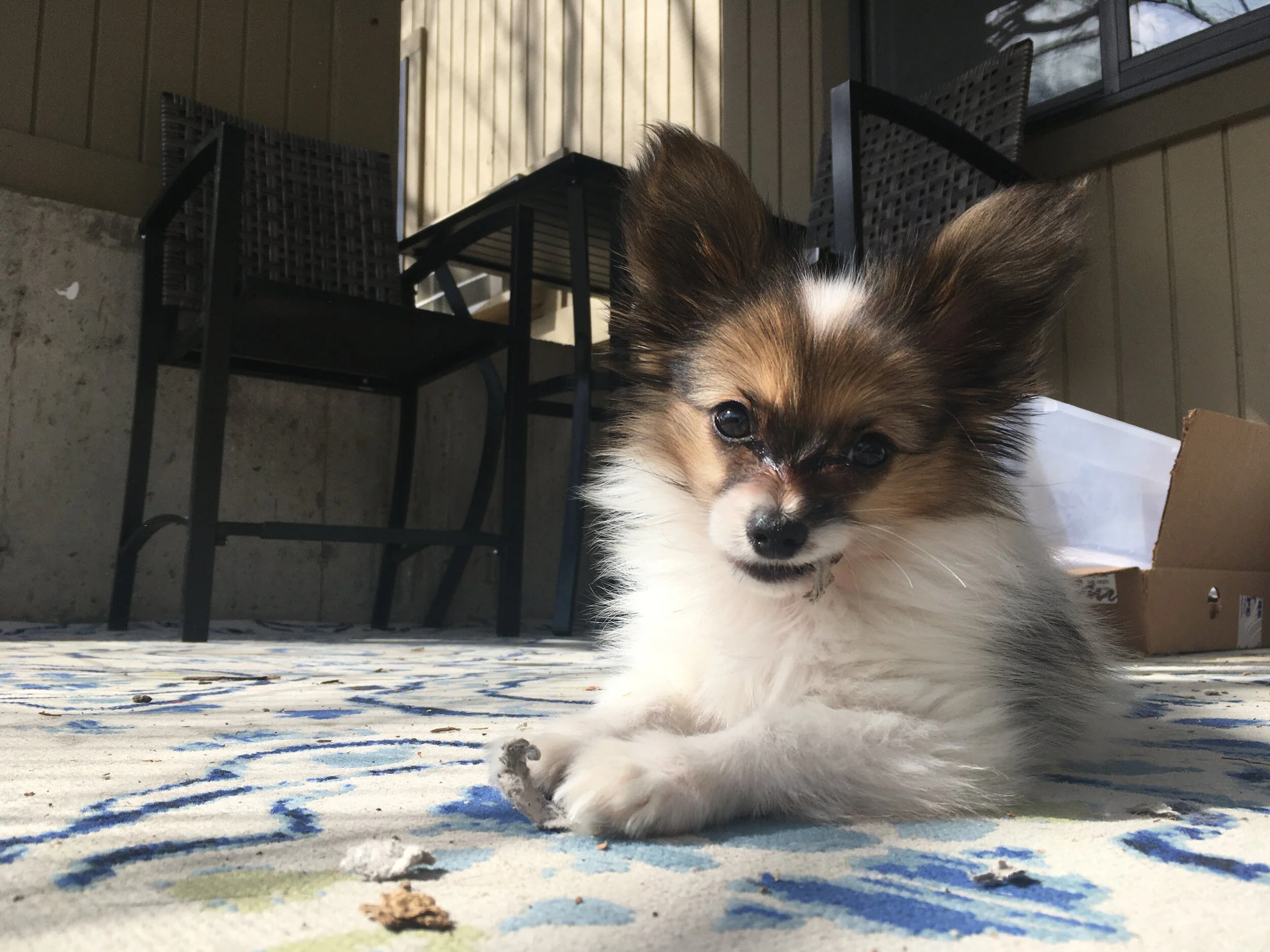 Socializing Your Pandemic Puppy