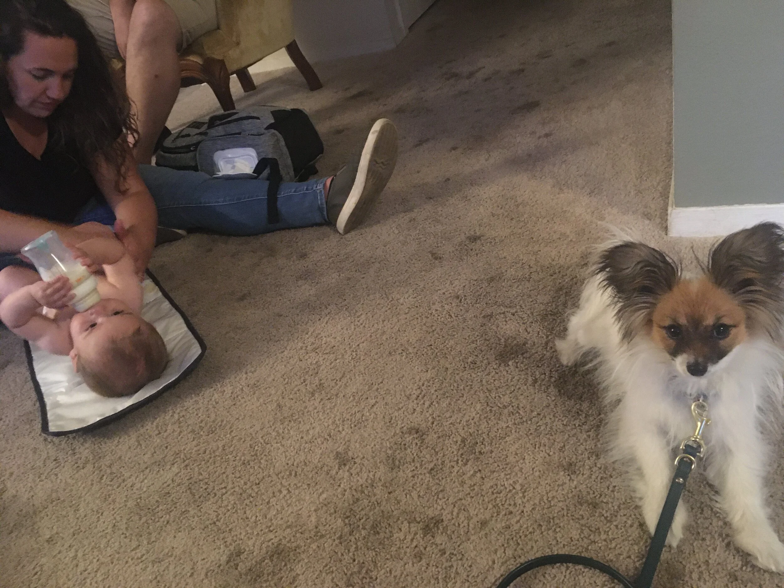 Puppies &amp; Toddlers - Positive Introductions Through (LOTS of) Management