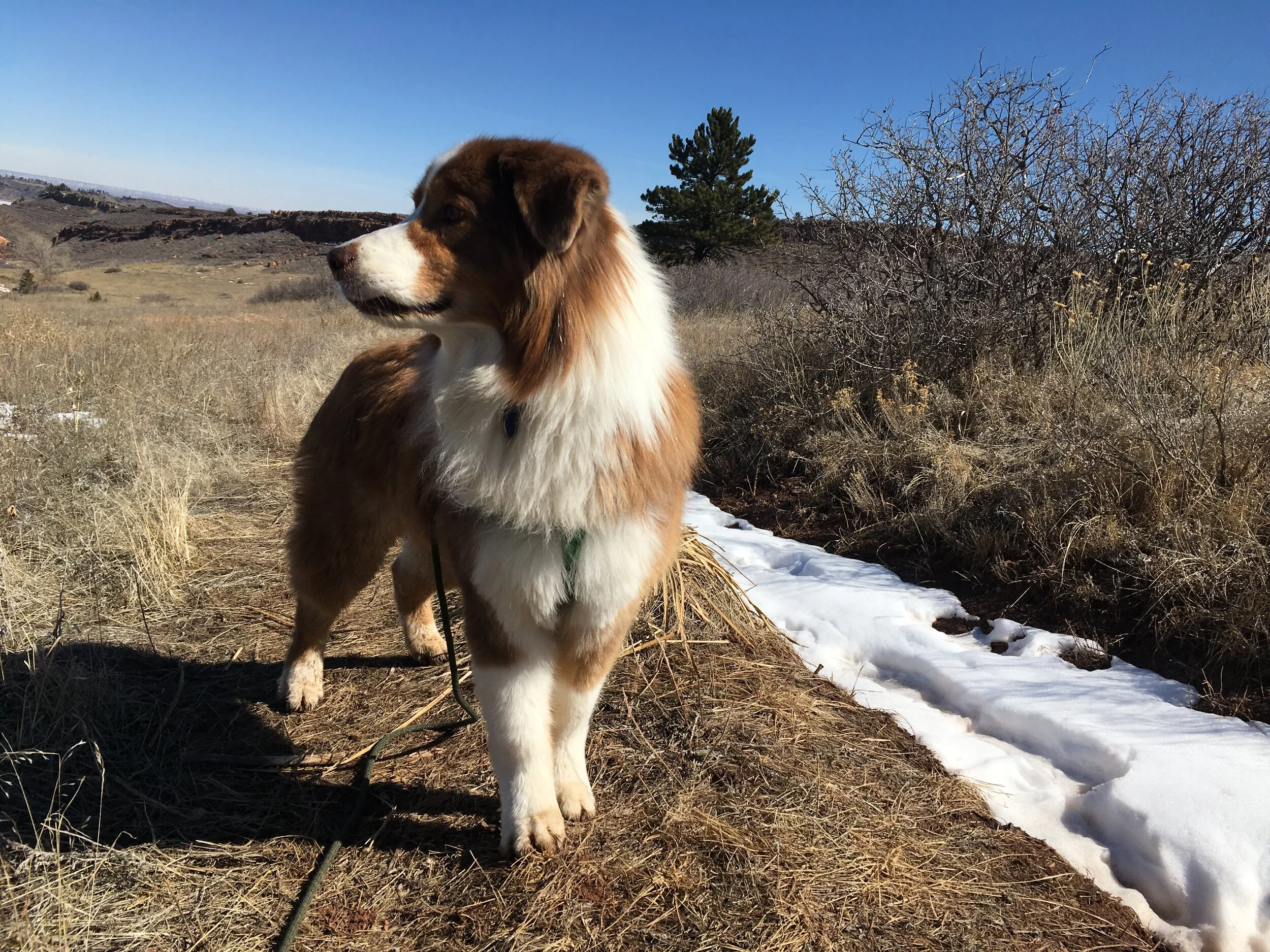 How to Modify Your Home for an Elderly Pet - Redfin Resource