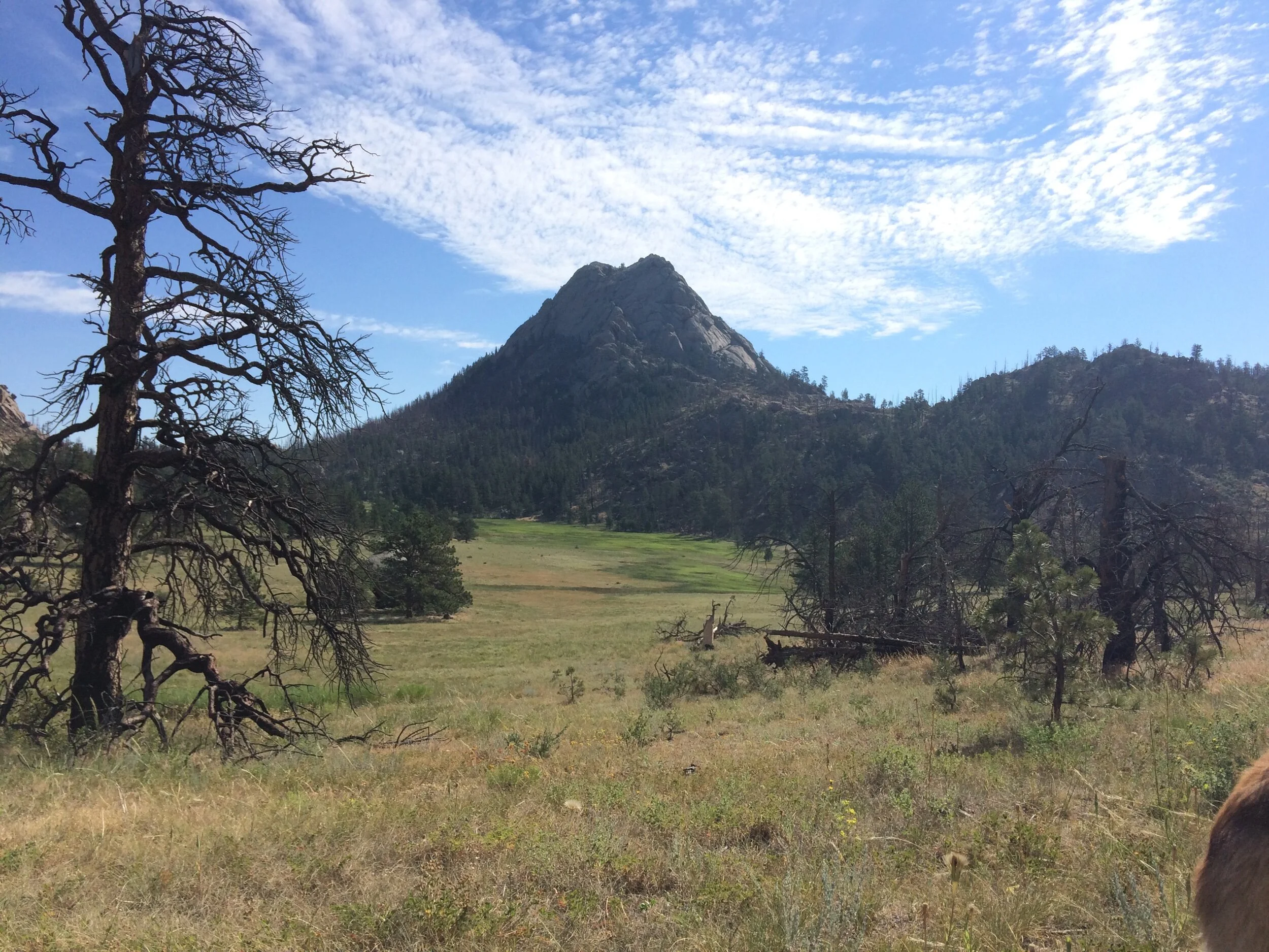 Small Dogs Need Training Too!