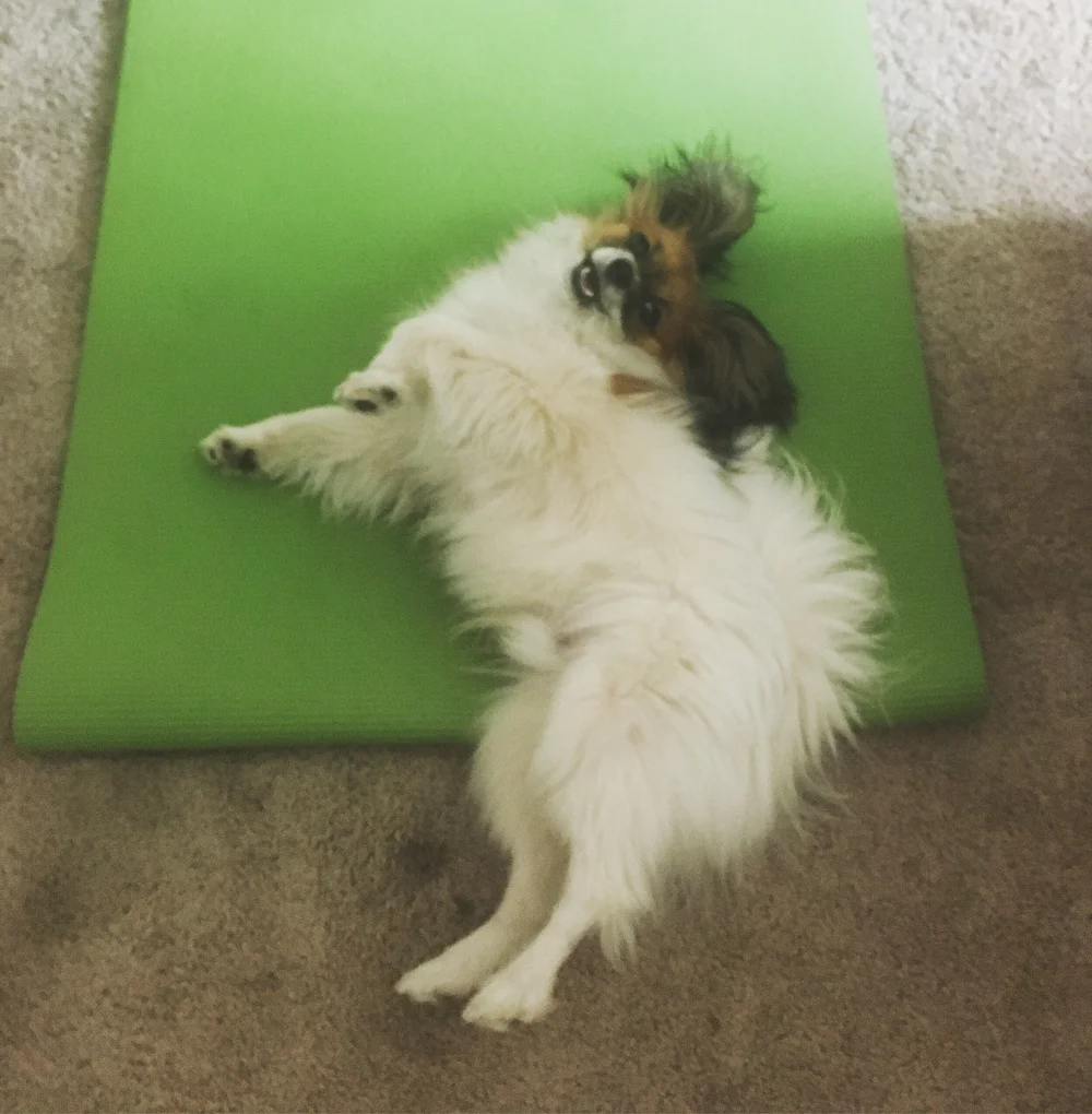 What Age Is Puberty In Dogs