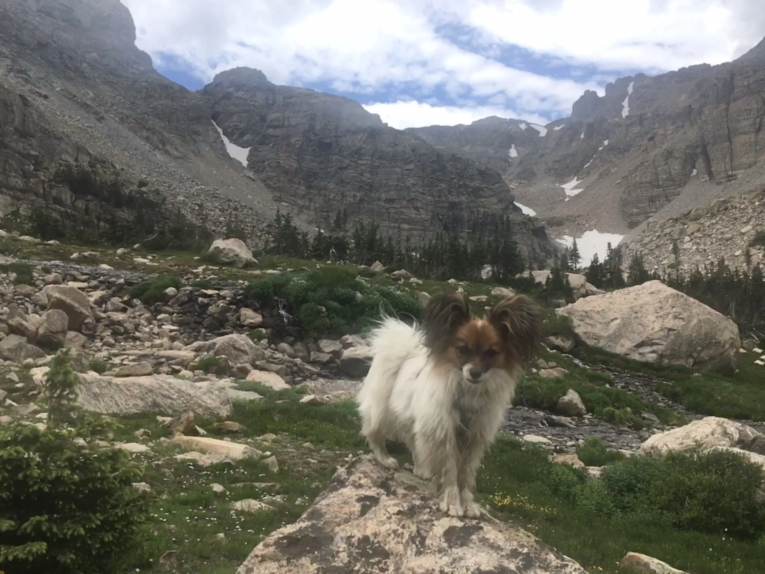 Surviving Puppy Adolescence With Your Sanity (and Love for Your Puppy) Intact
