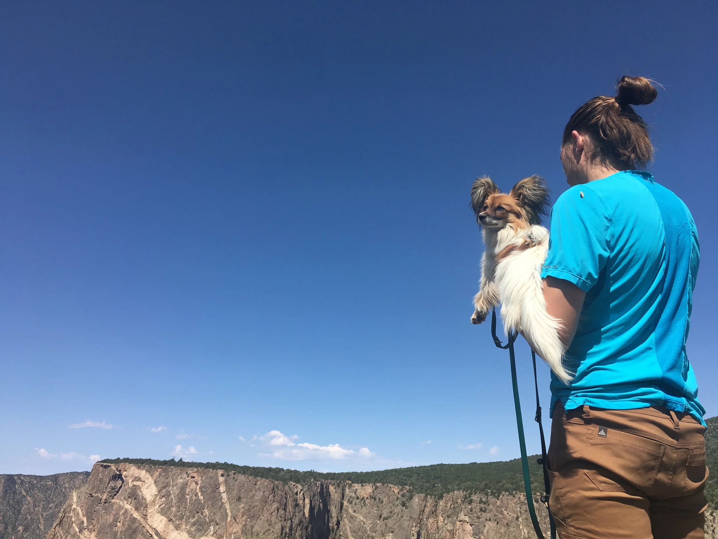 Teaching Your Small Dog to Love Getting Picked Up