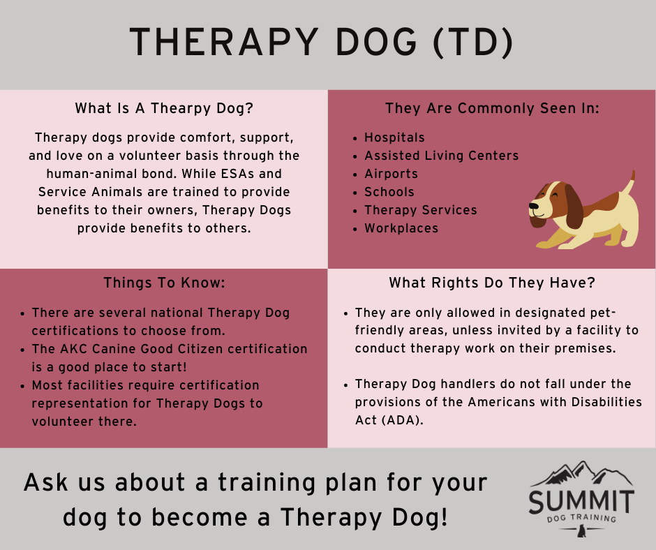 how can i get my dog certified as a therapy dog