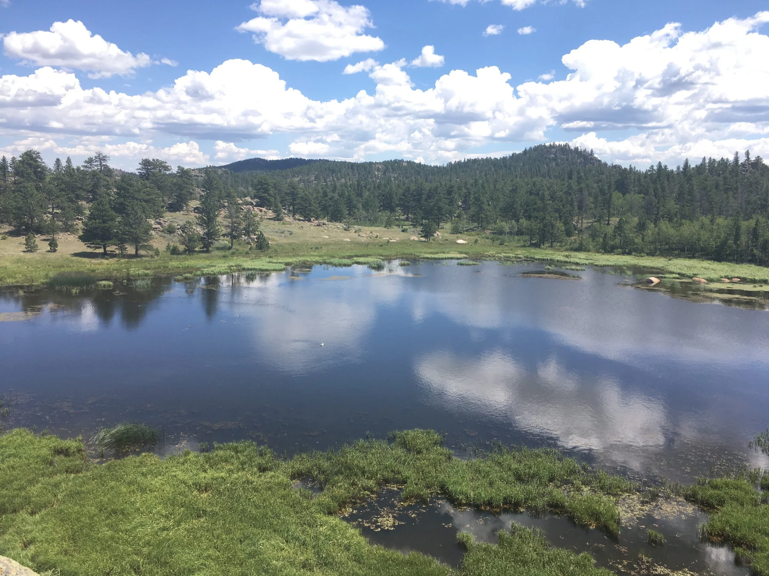 Can Assistance Dogs Go Into National Parks