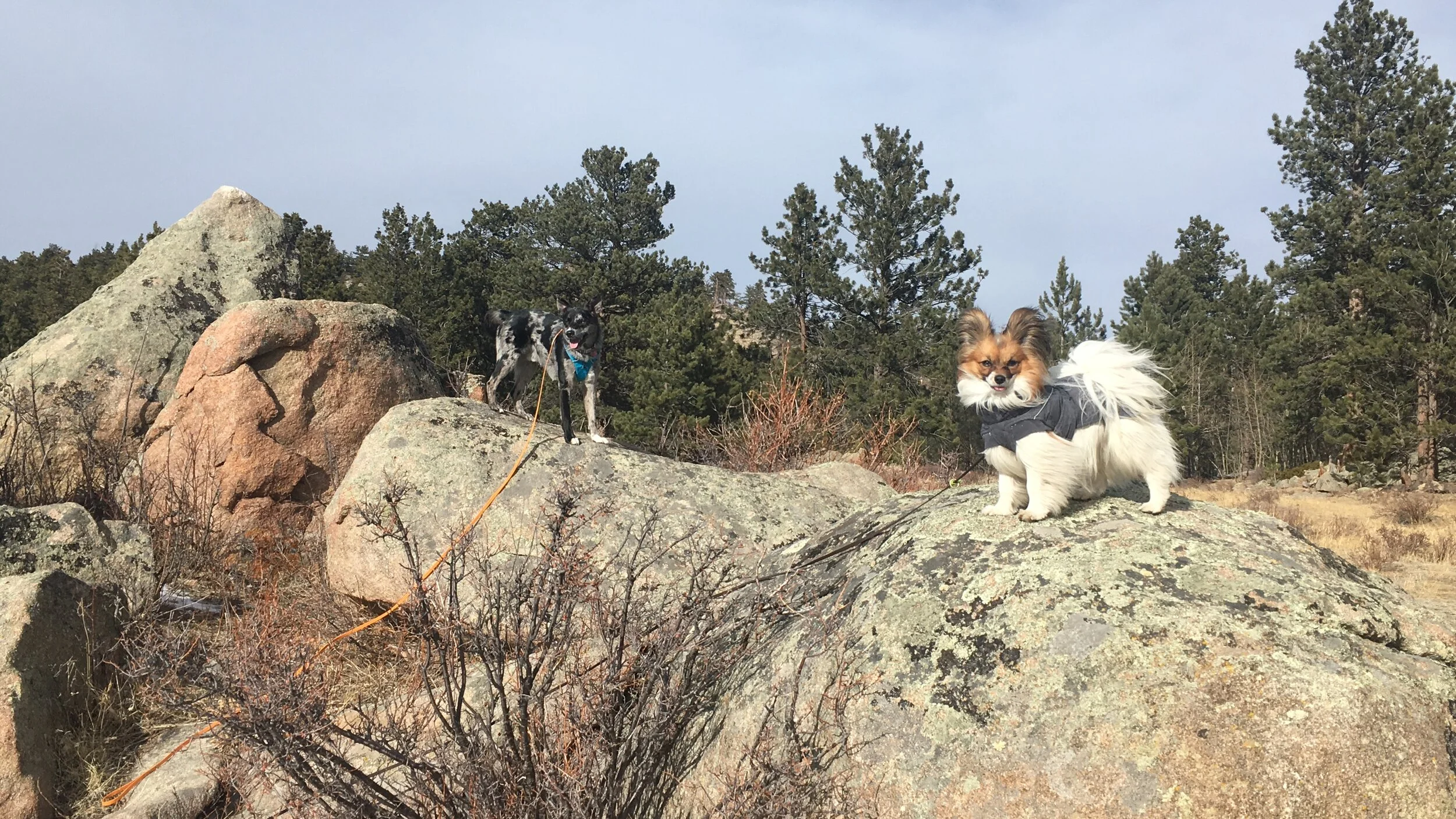 Teaching "Picky" Pups to Eat!