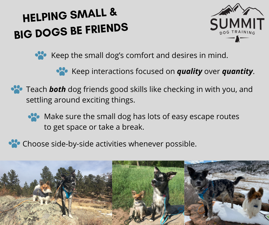 do small dogs need training