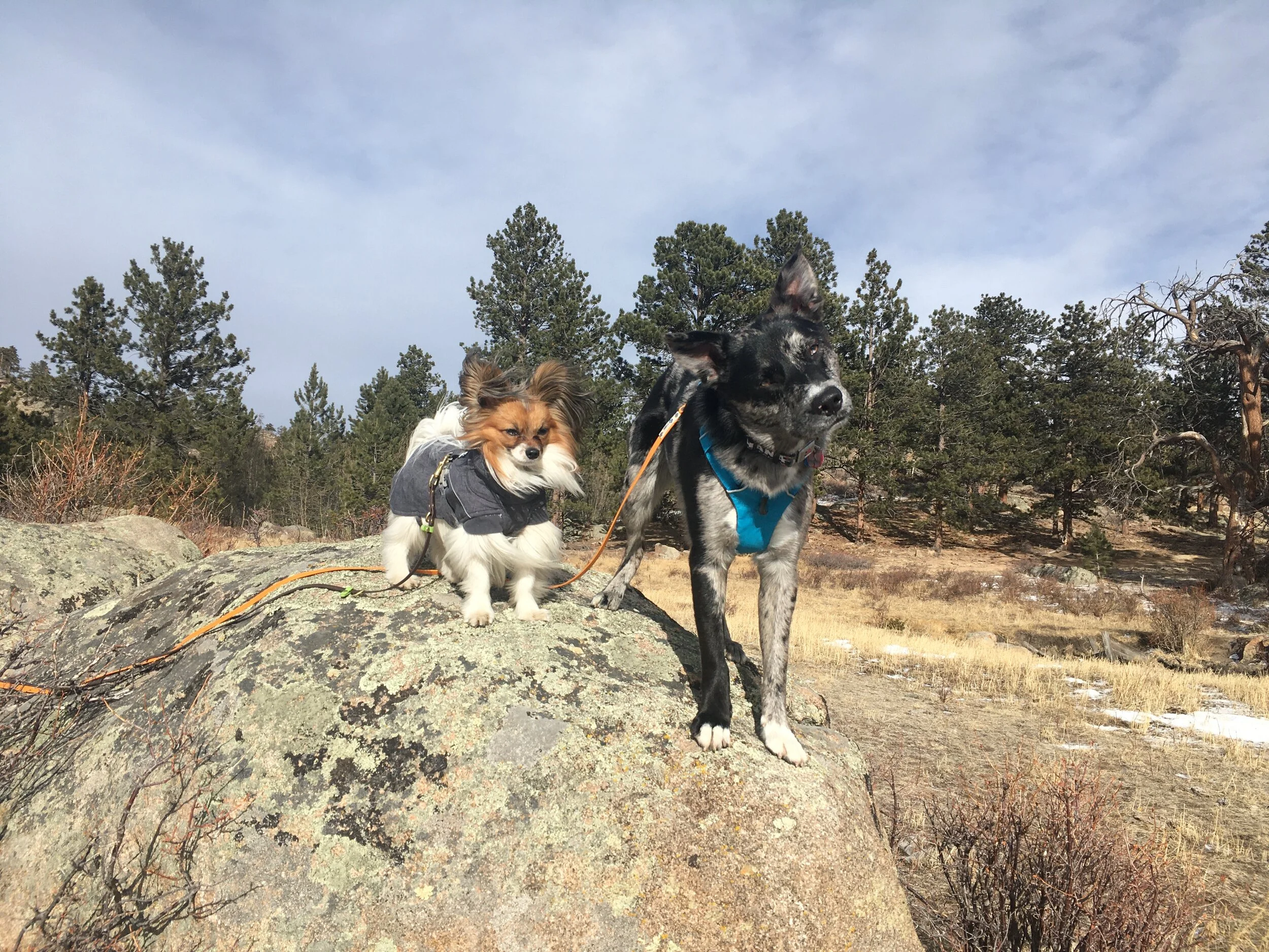 Helping Small Dogs & Big Dogs Be Friends!