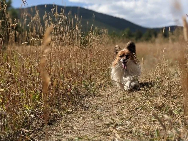 Training Your Dog to Avoid Snakes