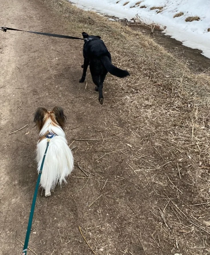 Dream Walks With Your Puppy