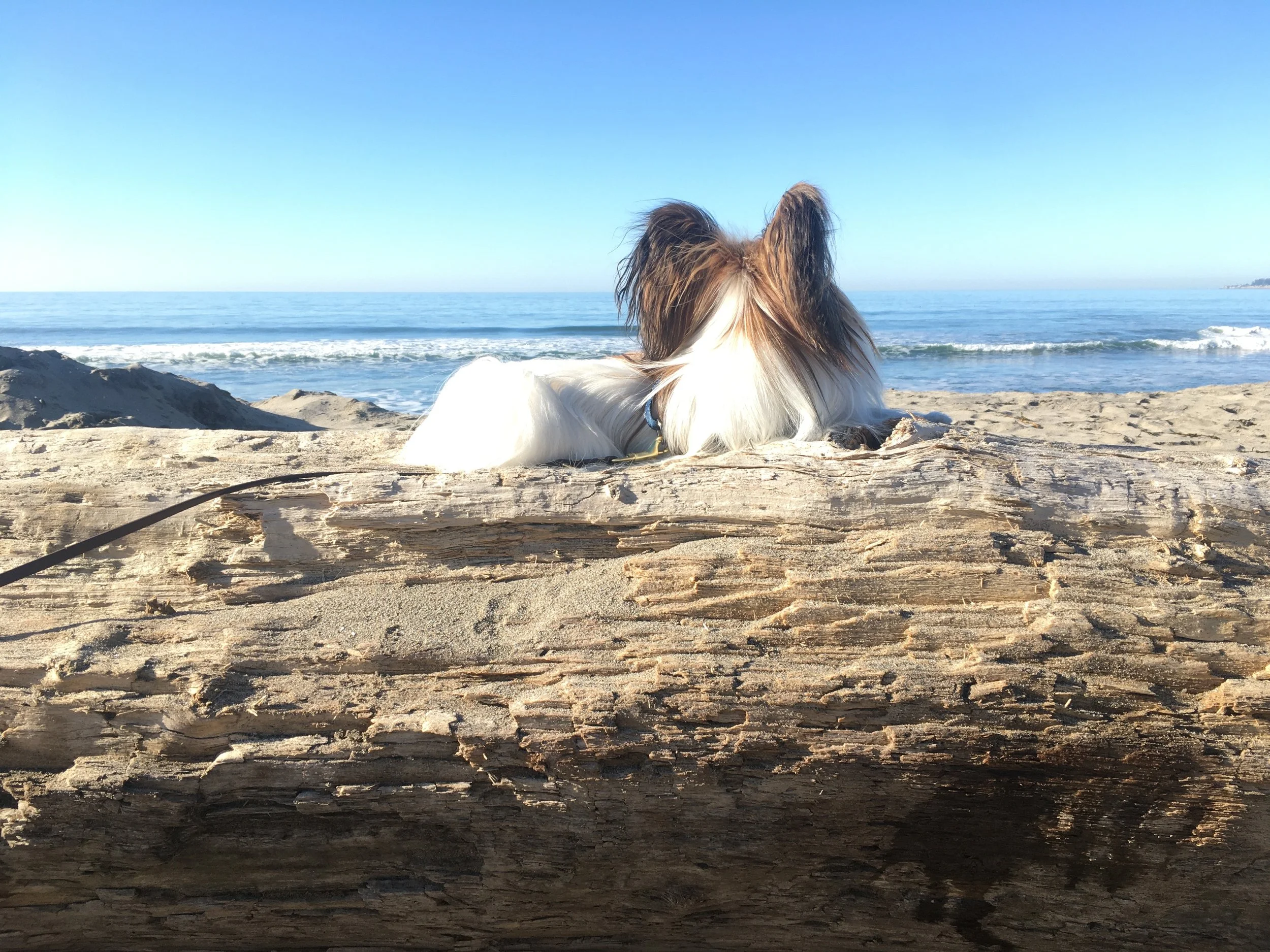 Help, My Puppy is Afraid!