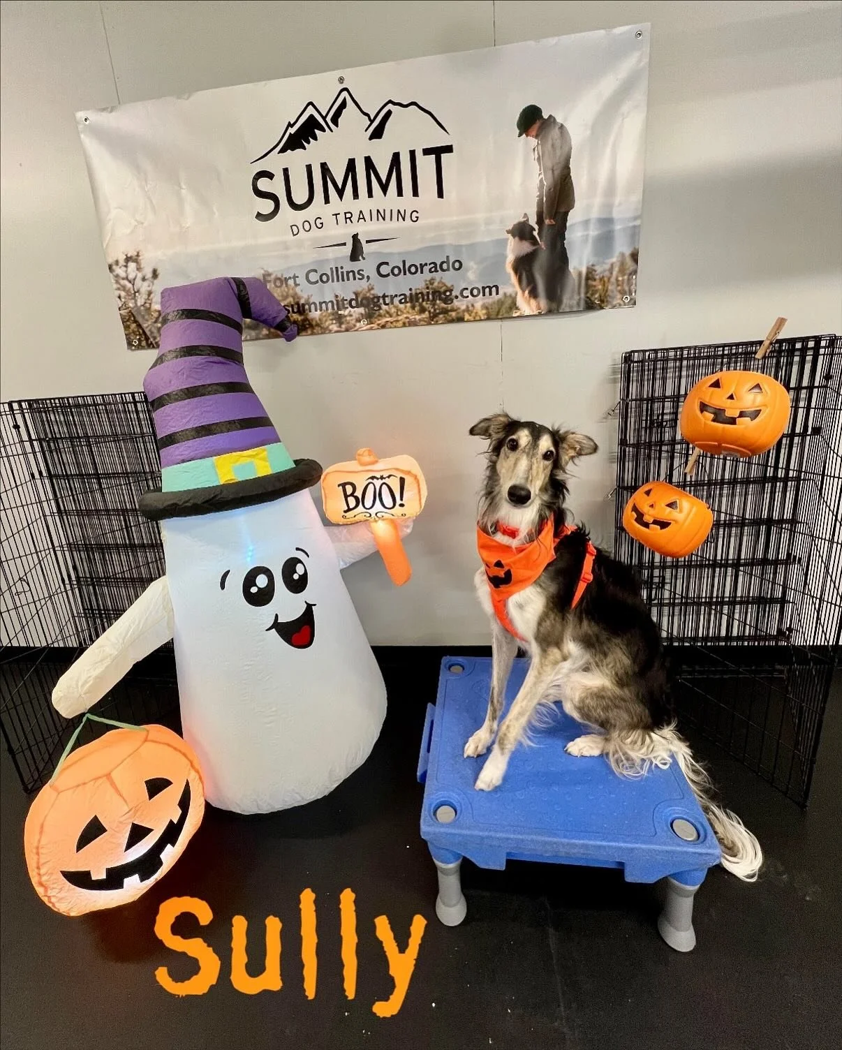 👻🎃 The Adventure Camp Dogs have been getting spooky all month long! The Camp team has been getting the dogs ready to navigate the horrors of Halloween!💀 Desensatizing your pup to yard blow ups, jack o&rsquo;lanterns, tricks, treats, and costumes c