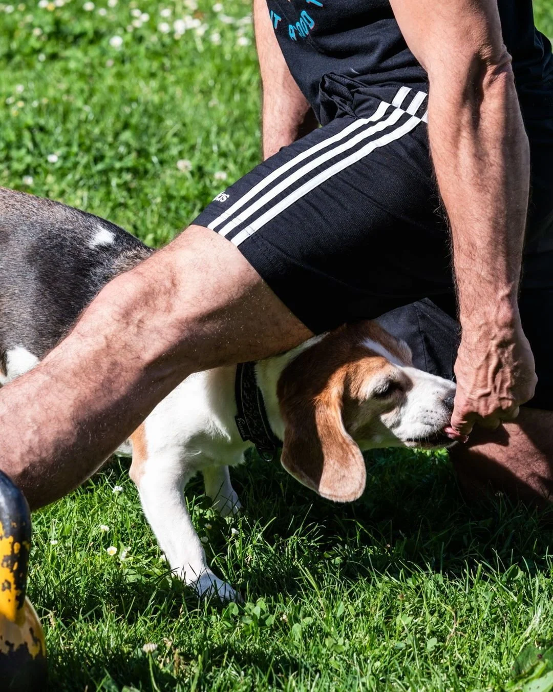 👀 The Newsletter saw it first....Workout With Your Dog is now an official group class! 💪 

🏃&zwj;♀️ Want to add your dog to your current workout routine? This class will explore how to combine your workout with your dog&rsquo;s needs for exercise,