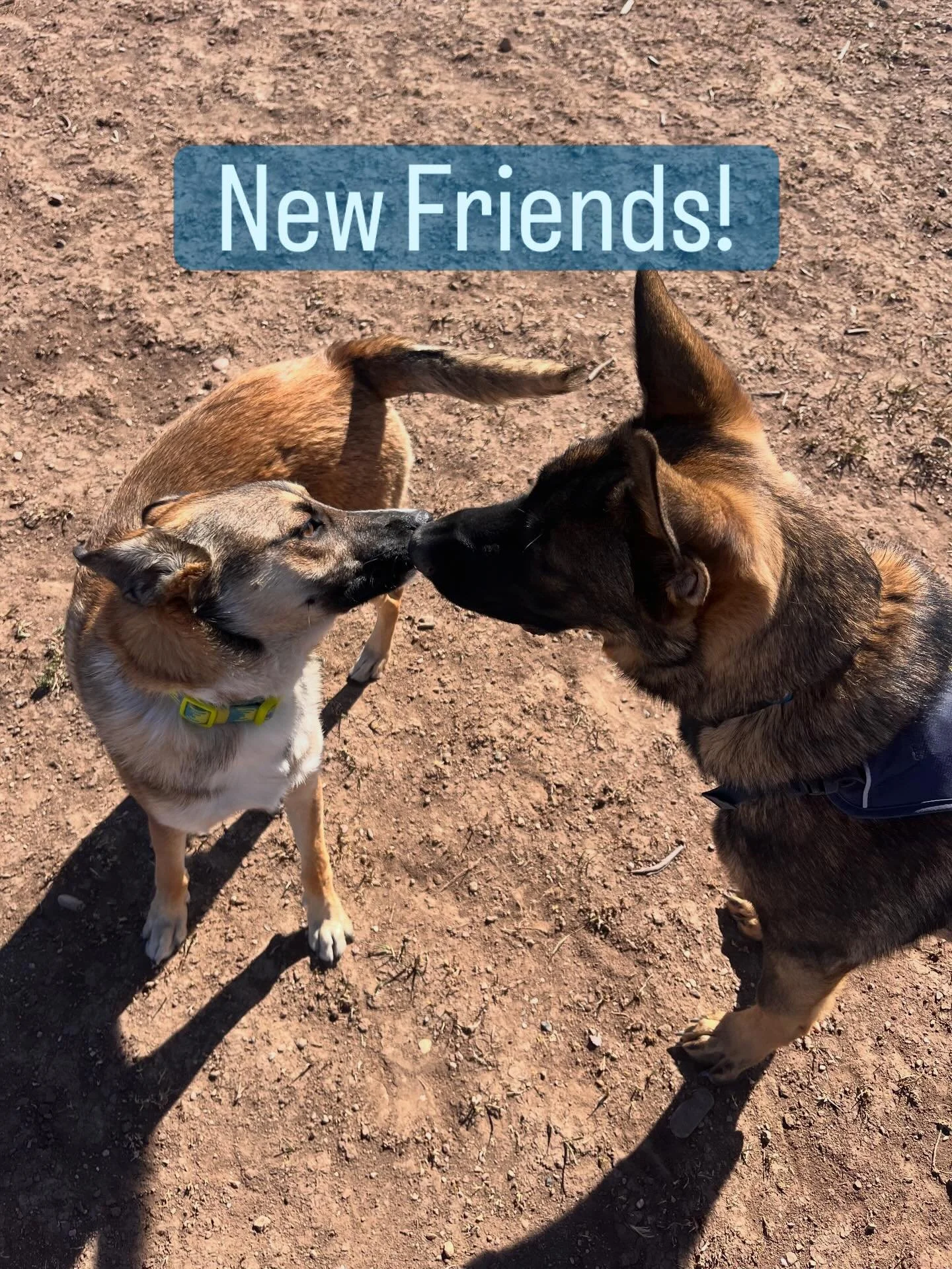 Max &amp; Bear both wanted a friend who had similar interests&hellip; don&rsquo;t we all?  They did a play date meet &amp; greet today with Summit Trainer Amber and they had the best time!  This might be the start of a beautiful friendship ❤️. We lov