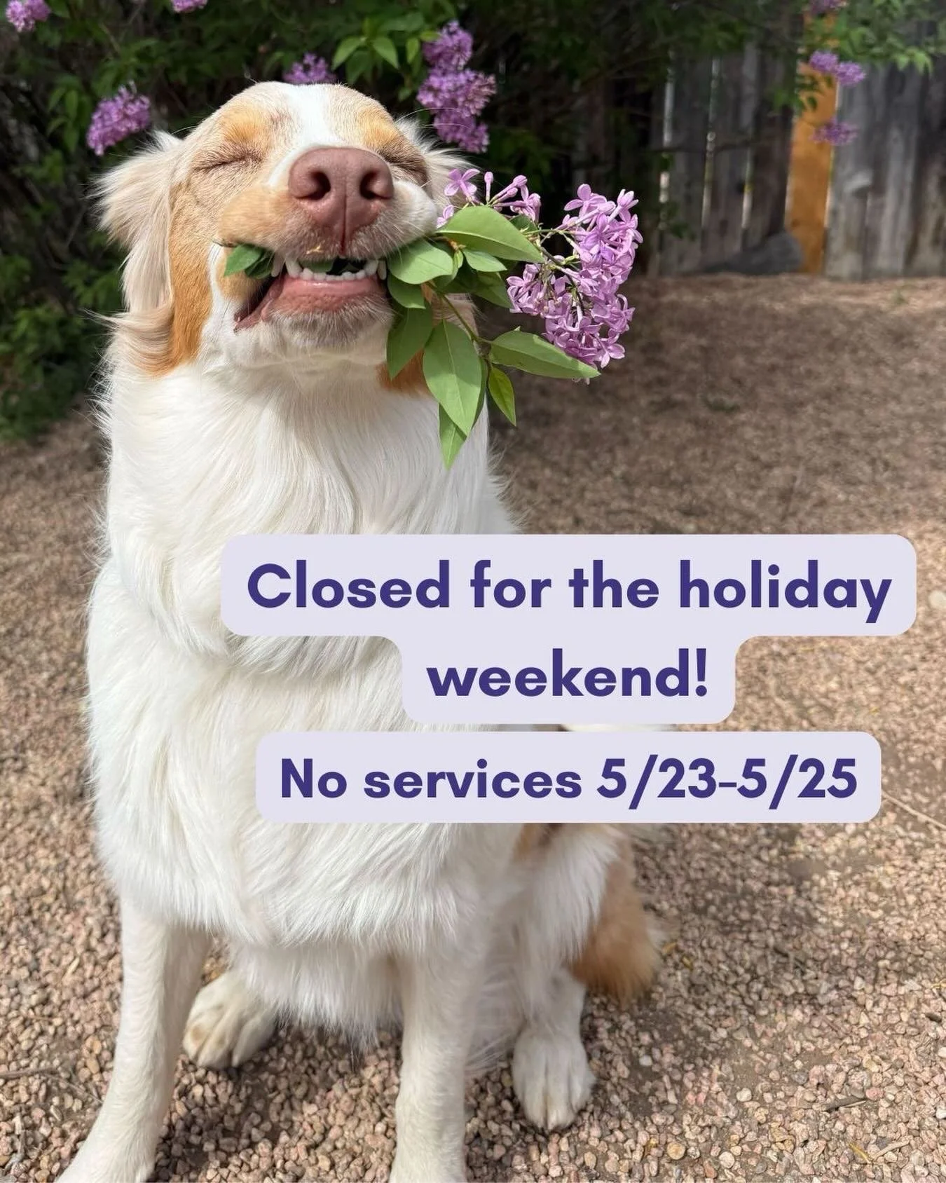 💜 The Summit team will be out of the office this memorial weekend to recharge with our pups &amp; we hope you do the same! Tag us in your weekend adventures with your dogs!😎🐶☀️

A friendly reminder that means *no group classes on Saturday or Monda